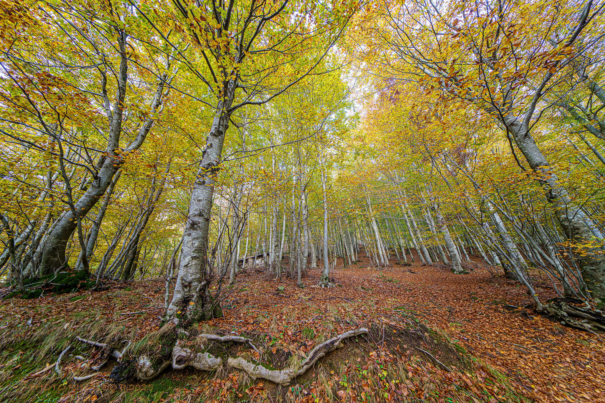 Pistoia Mountains