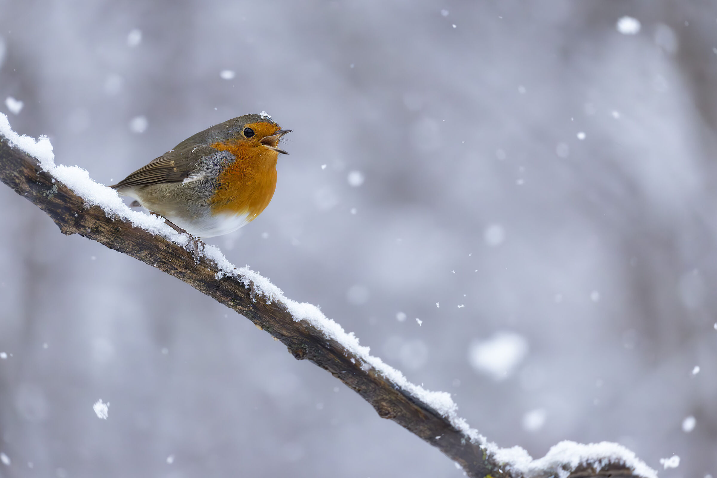 Il Pettirosso e l'inverno