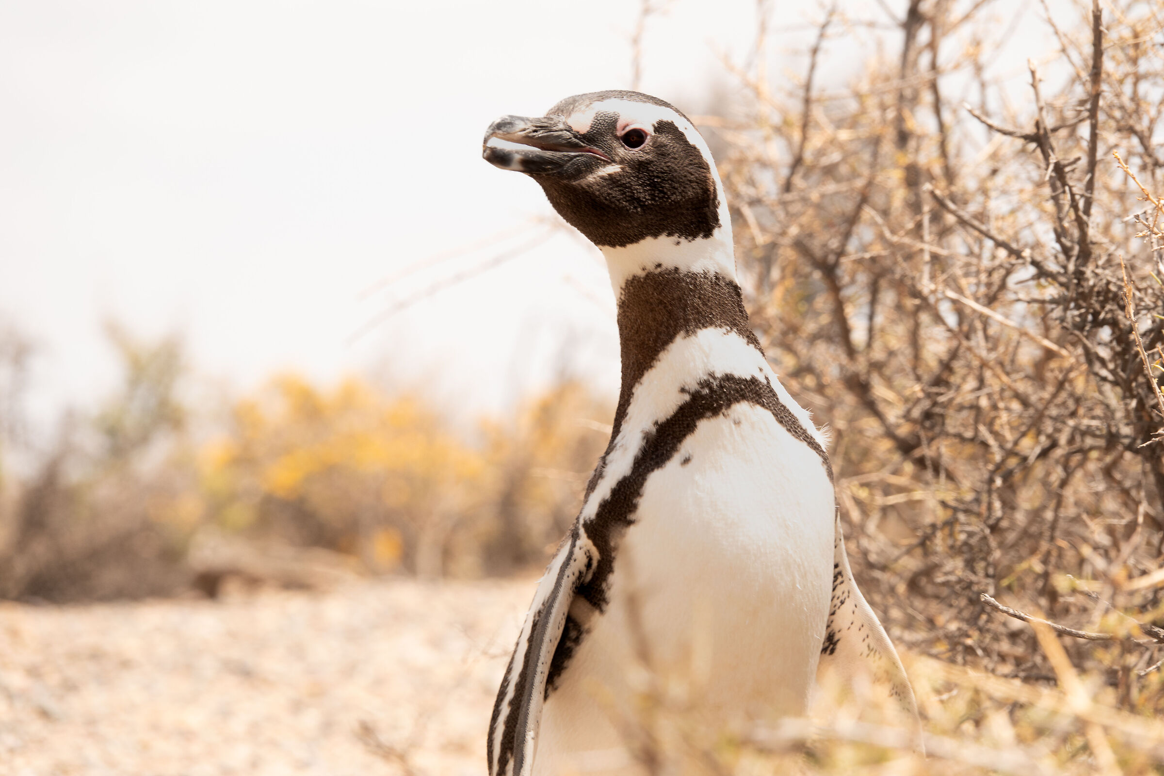 Pinguino di Magellano