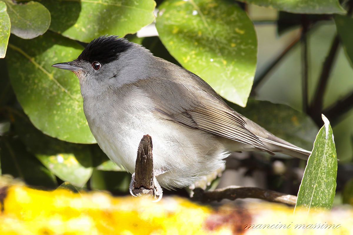 Blackcap M