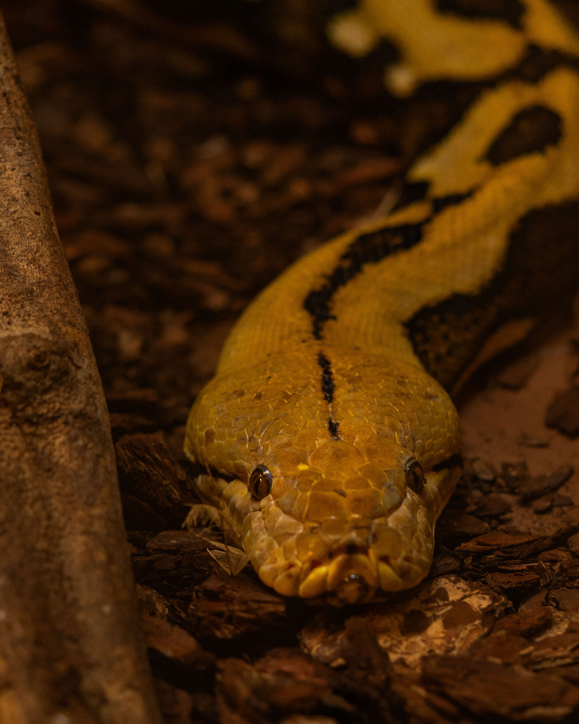 reticulated python
