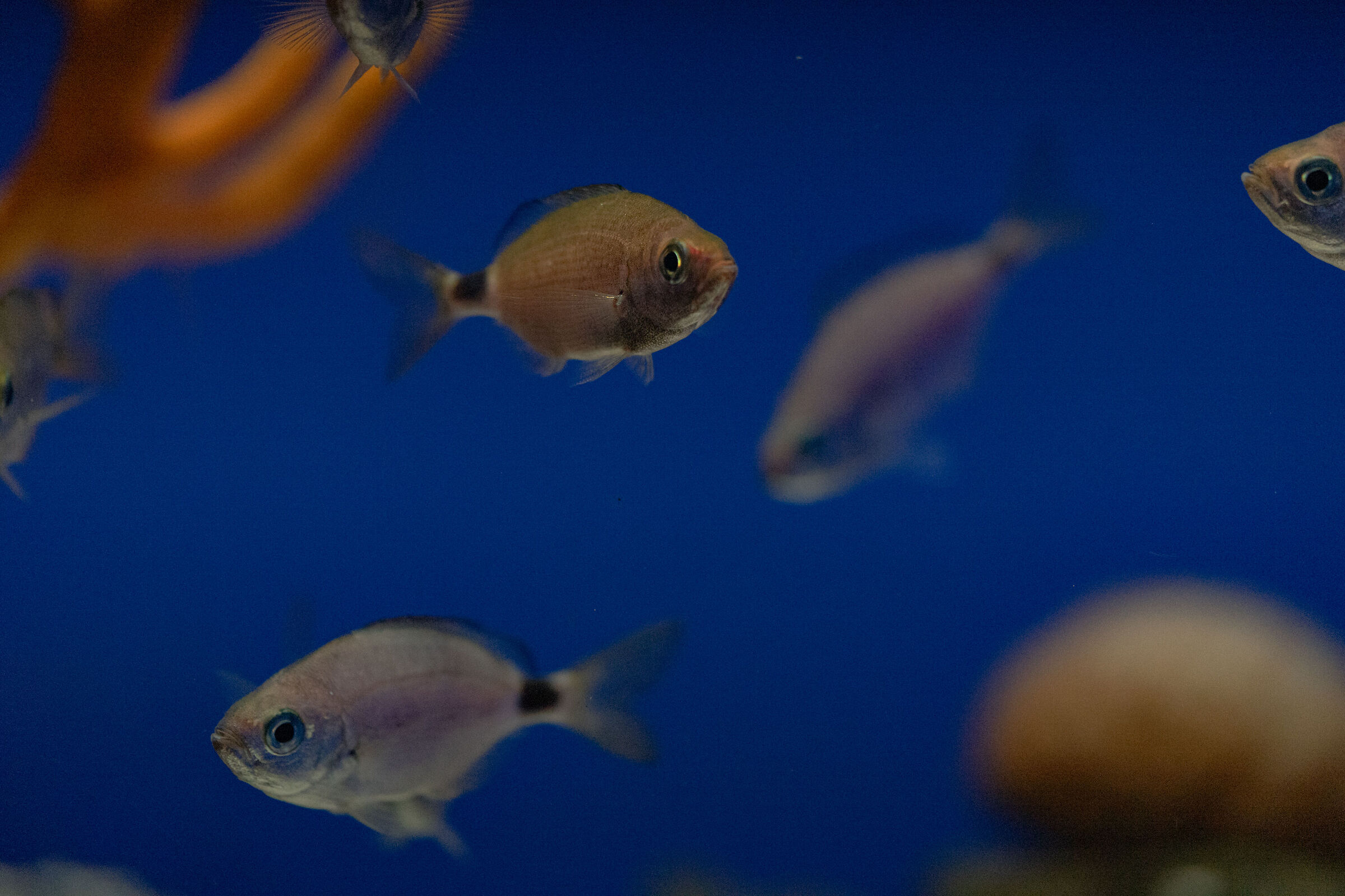 minnows