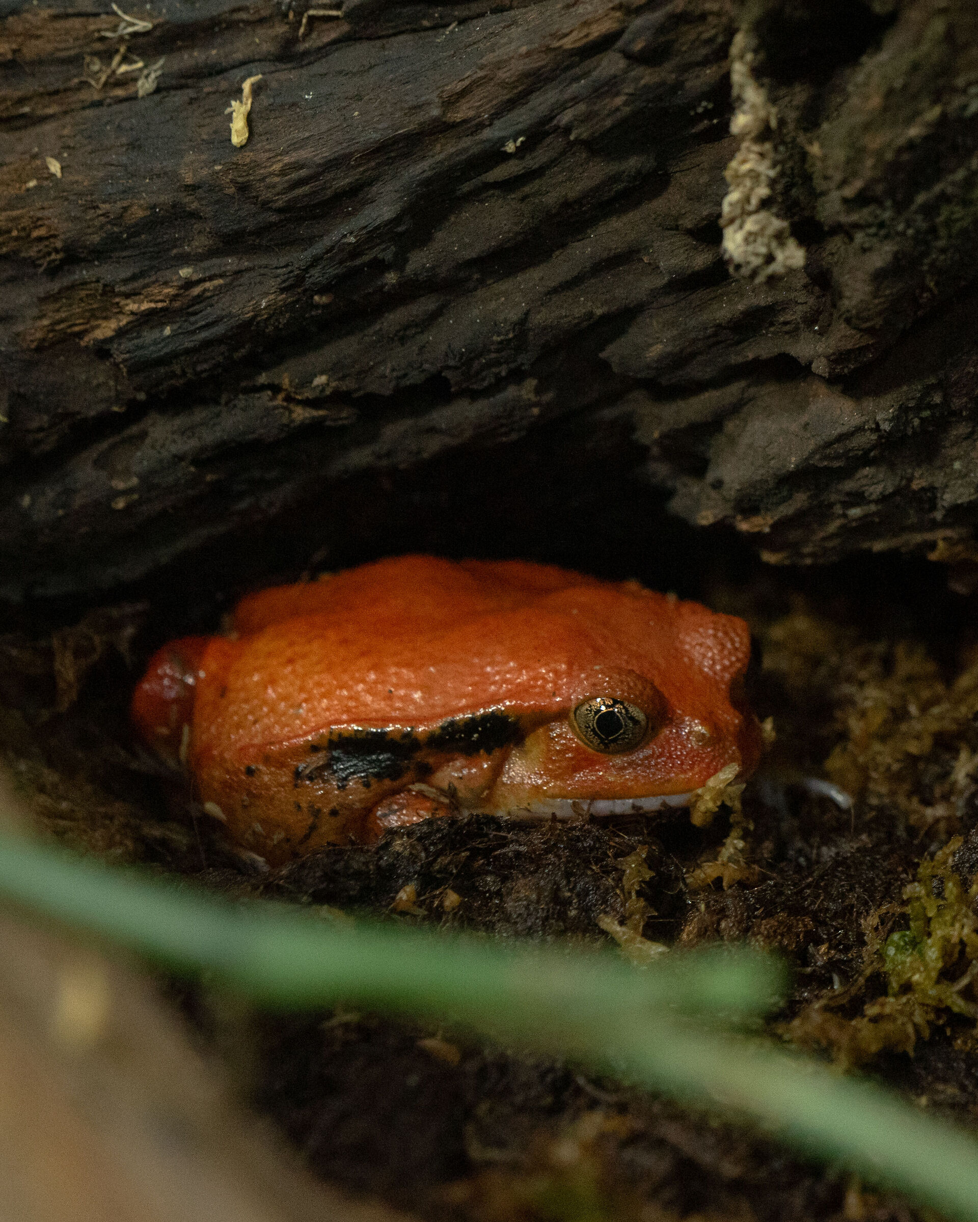 frog tomato