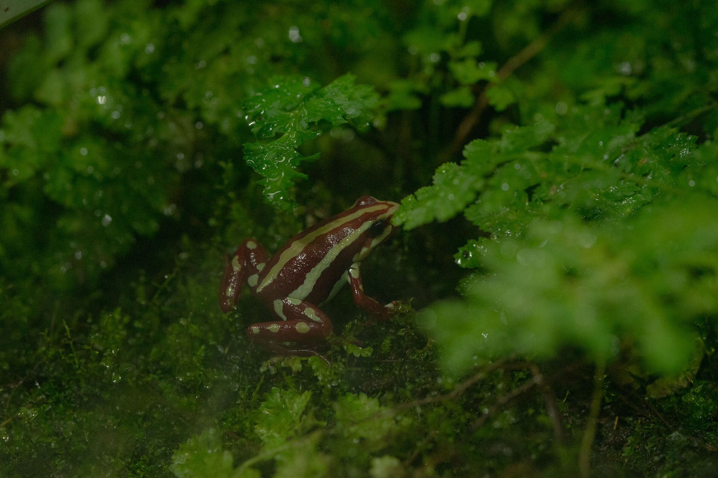 rana freccia velenosa