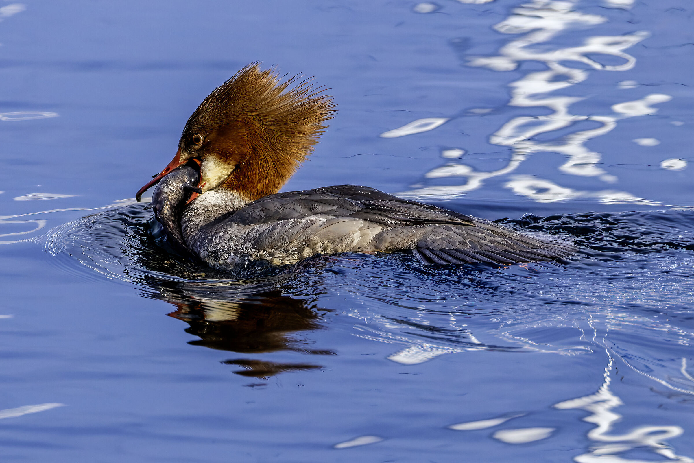 Greater Merganser Female with prey