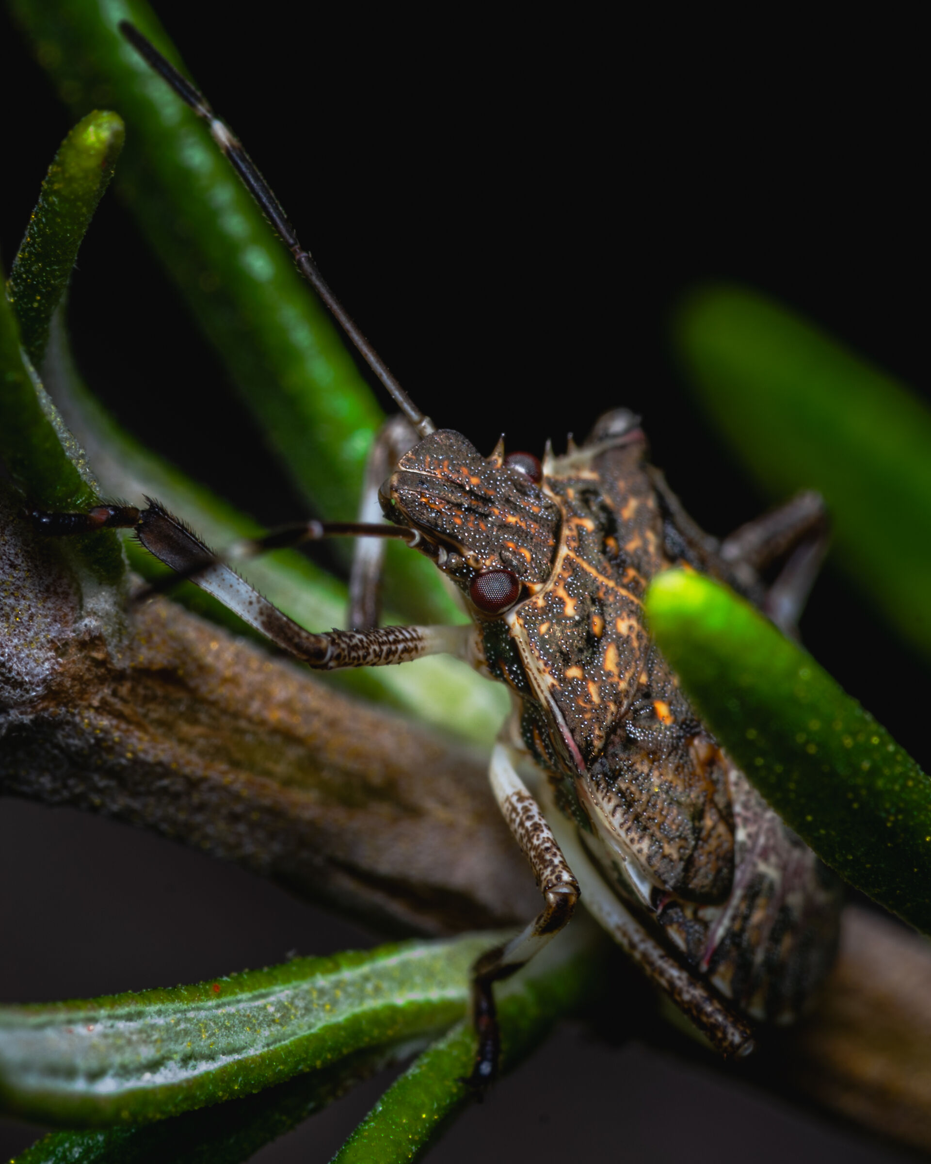 Asian marmorated stink bug