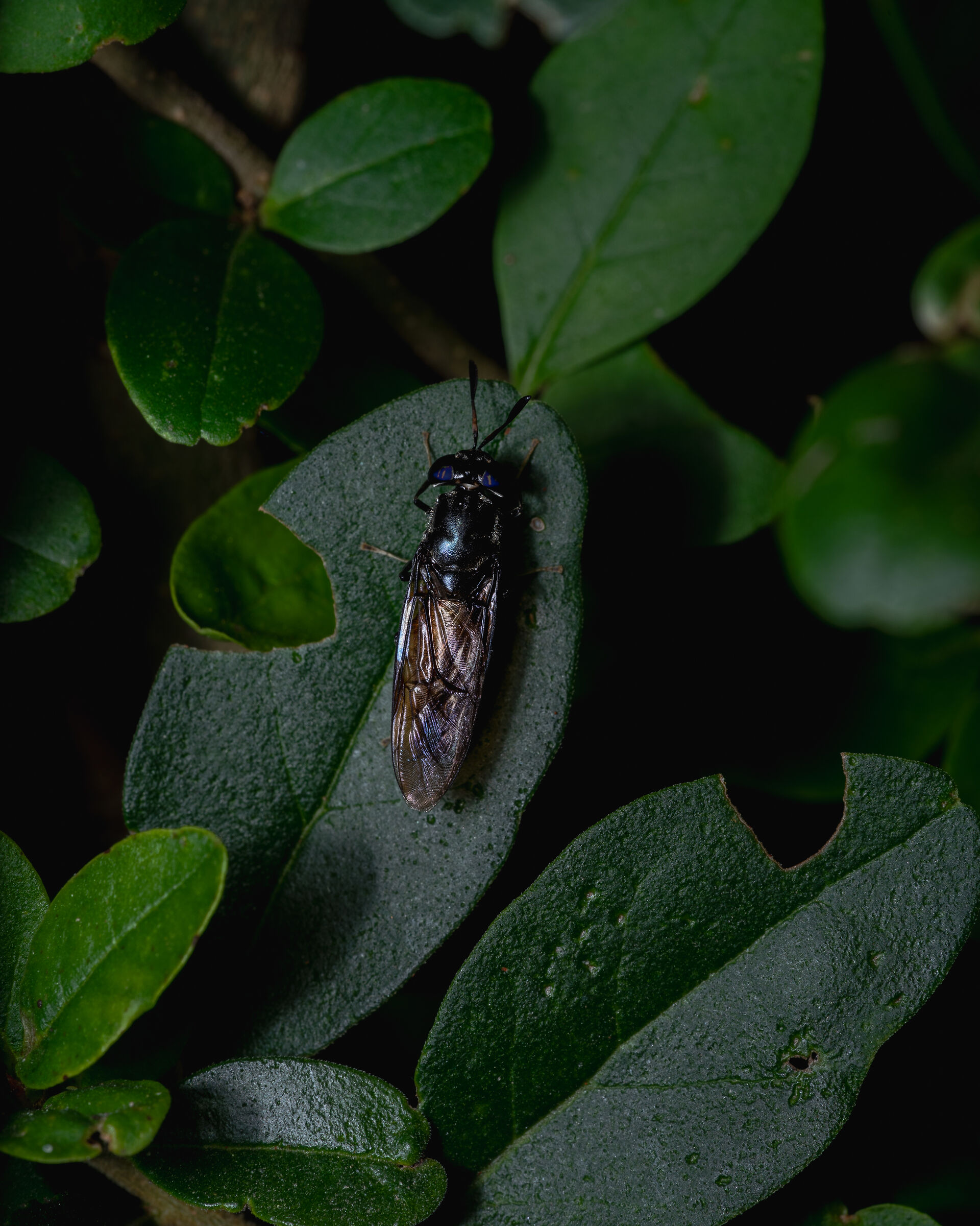 Black Soldier Fly