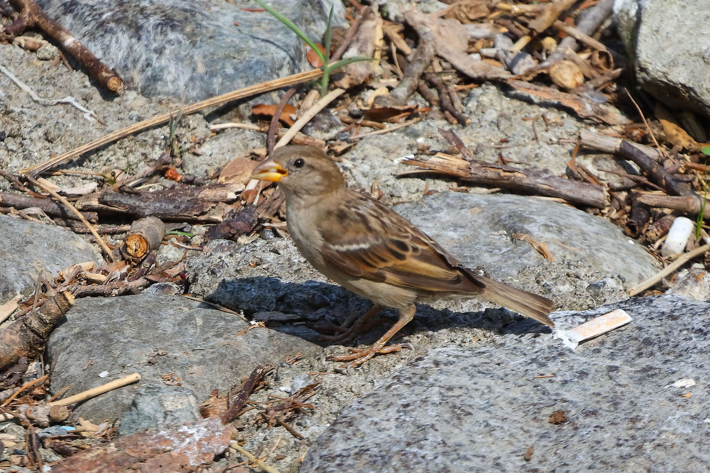 Passero 18 agosto 2025 - 0091