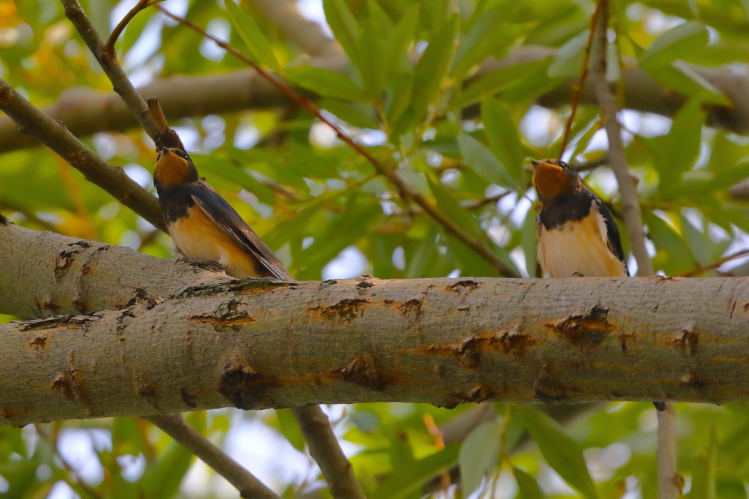 Rondini 18 agosto 2025 - 0113