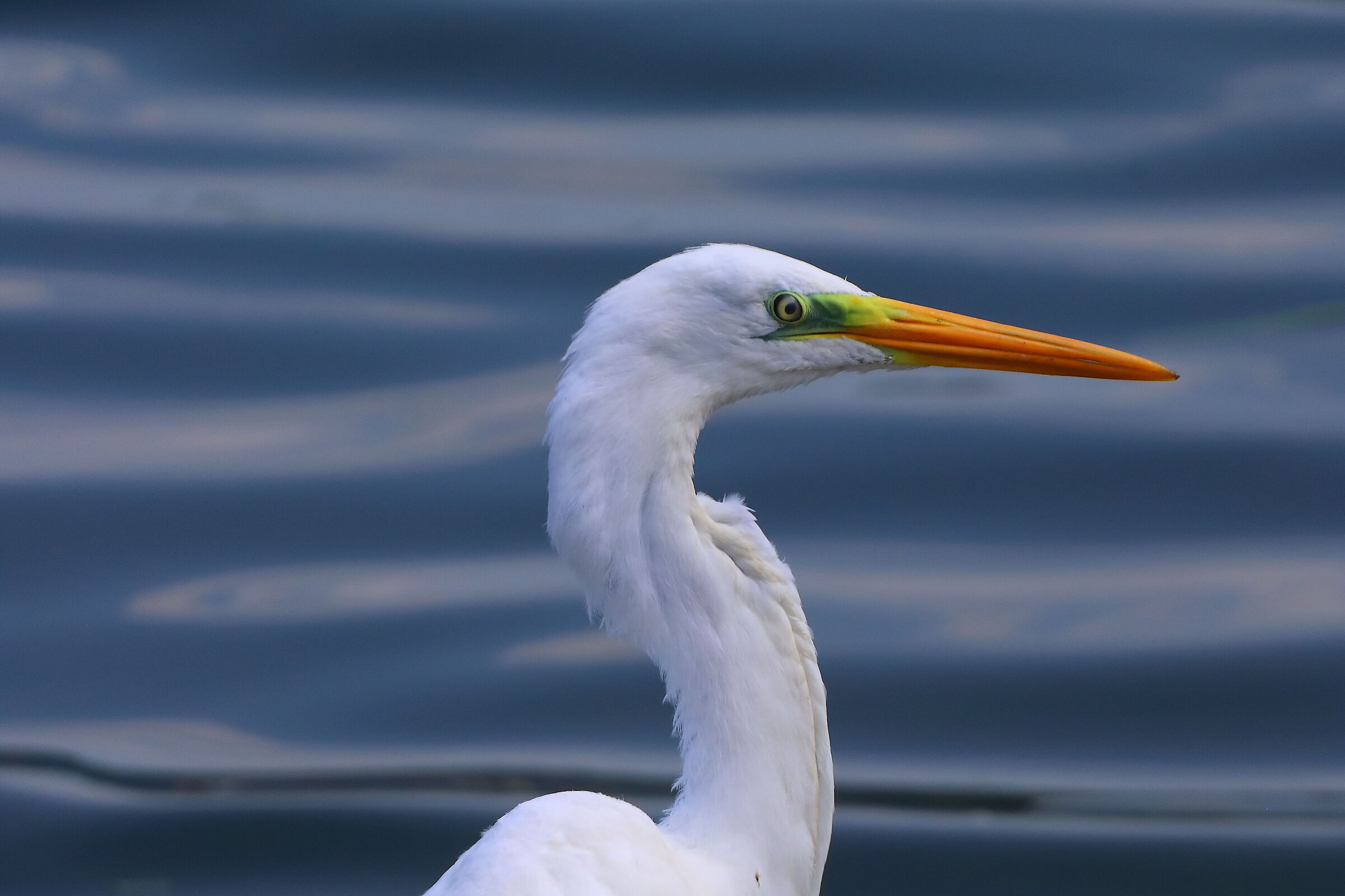 ABM 18 agosto 2025 - 0137