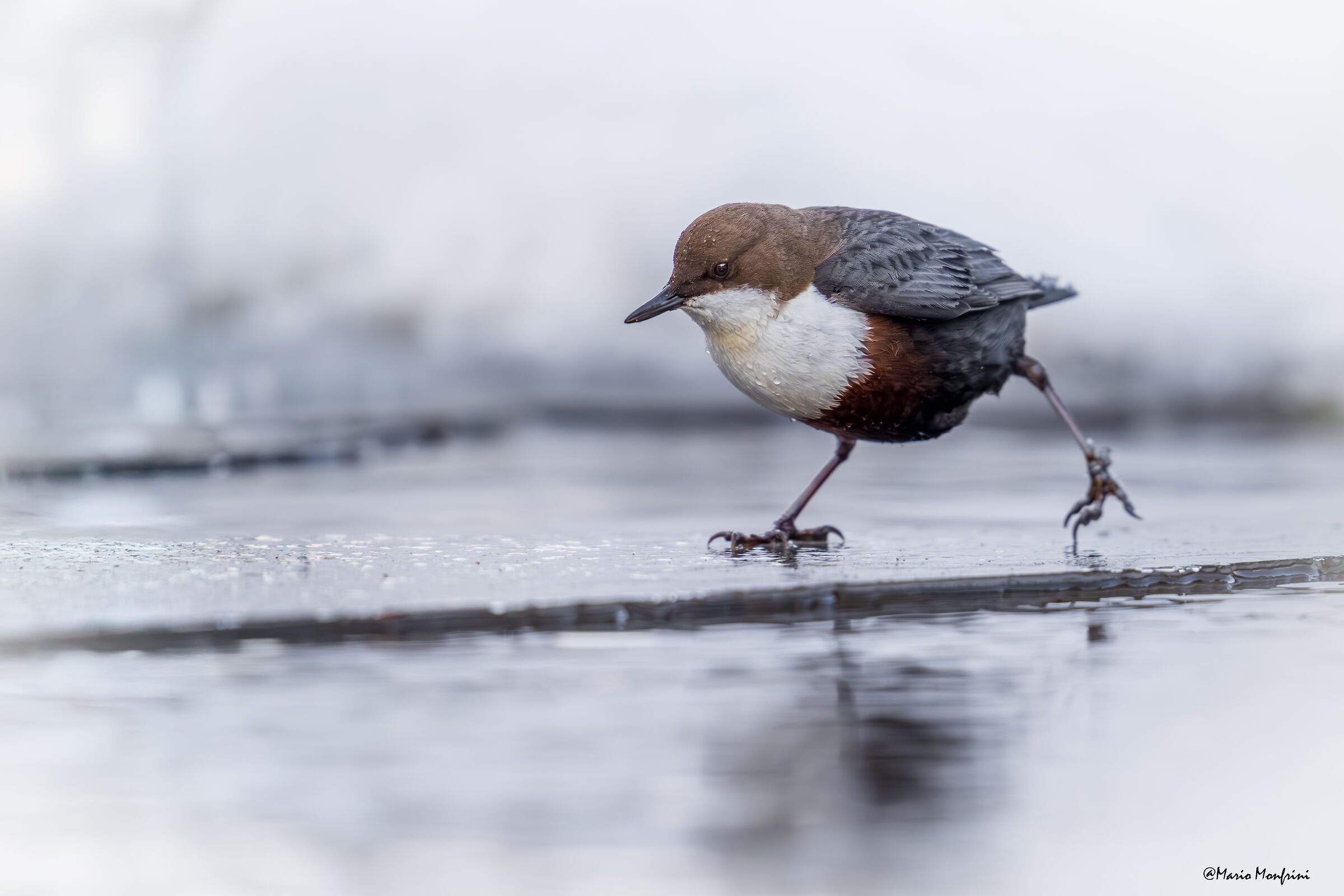 Pattinaggio sul ghiaccio