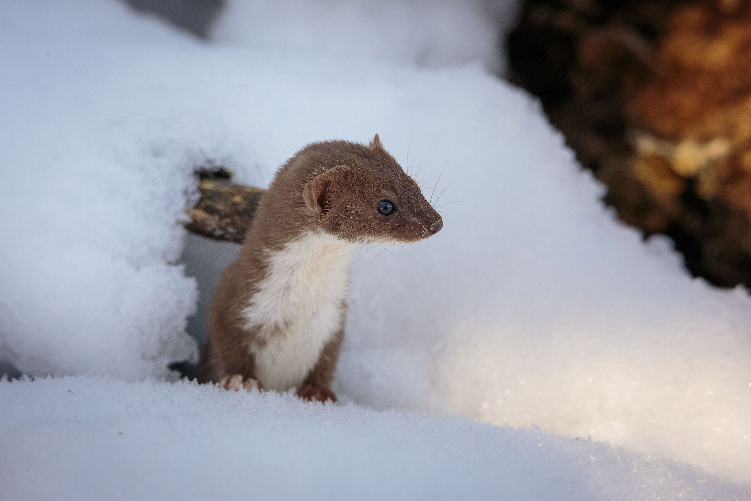 Weasel in the snow