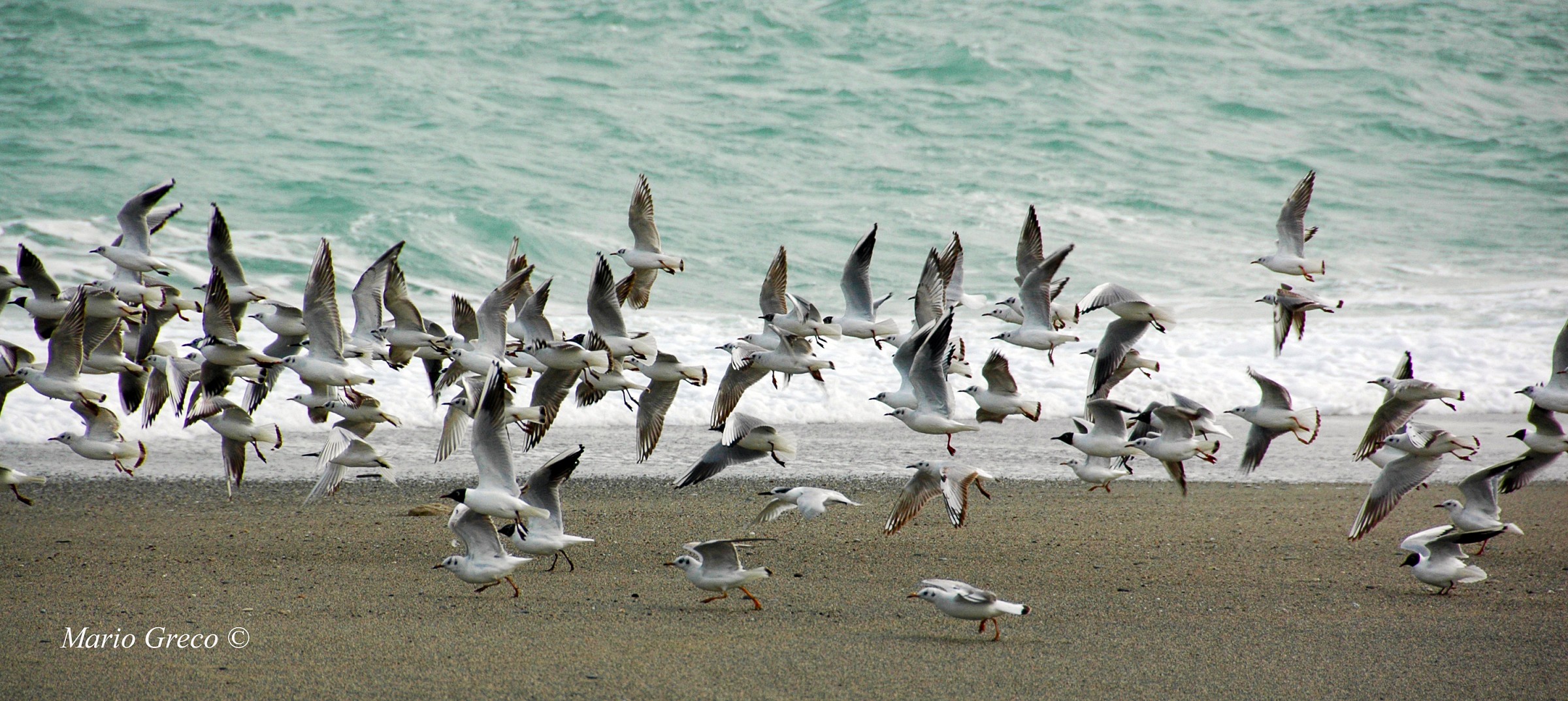 Alla Griglia di Partenza