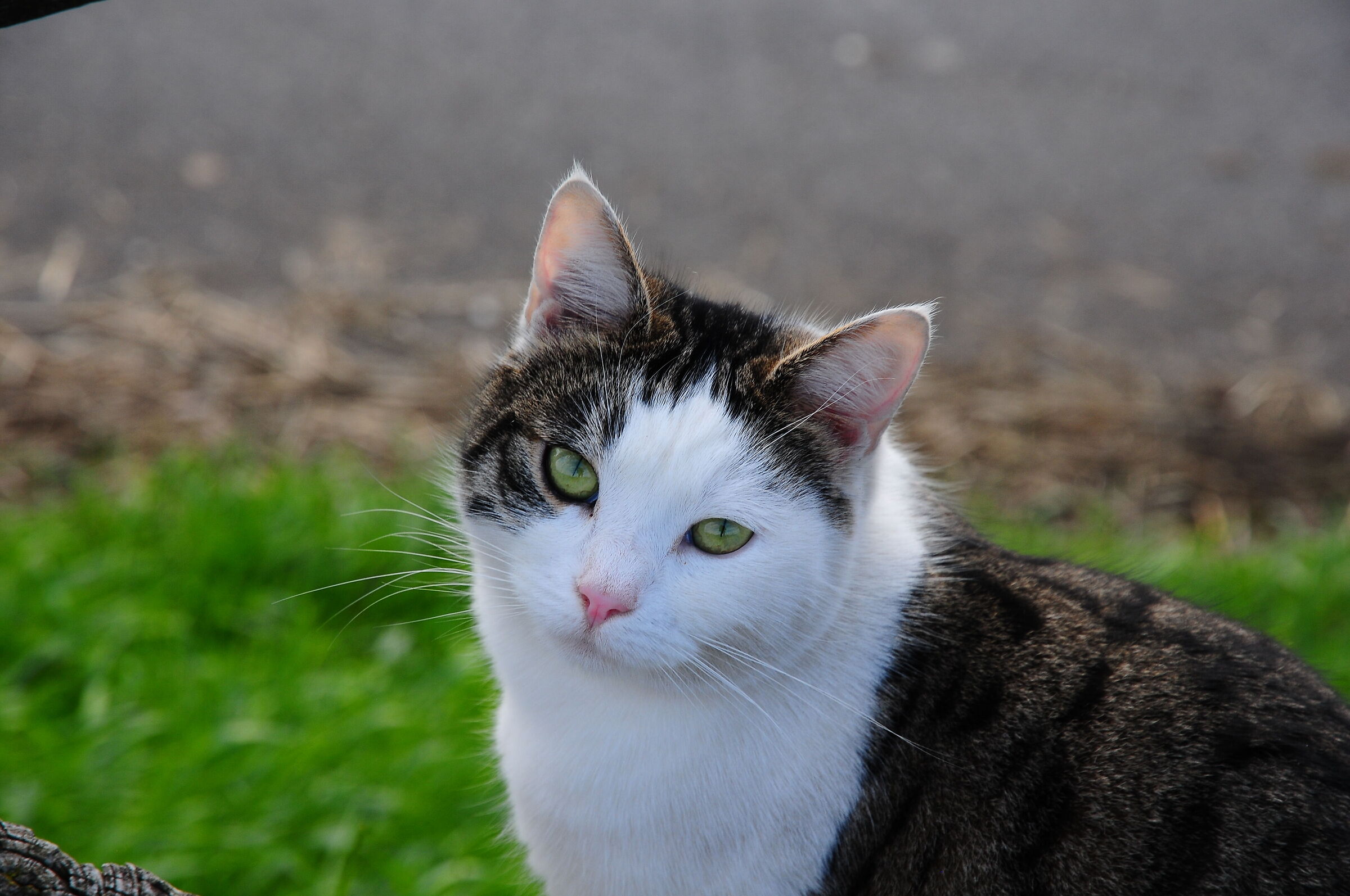 Facevamo la stessa strada ...