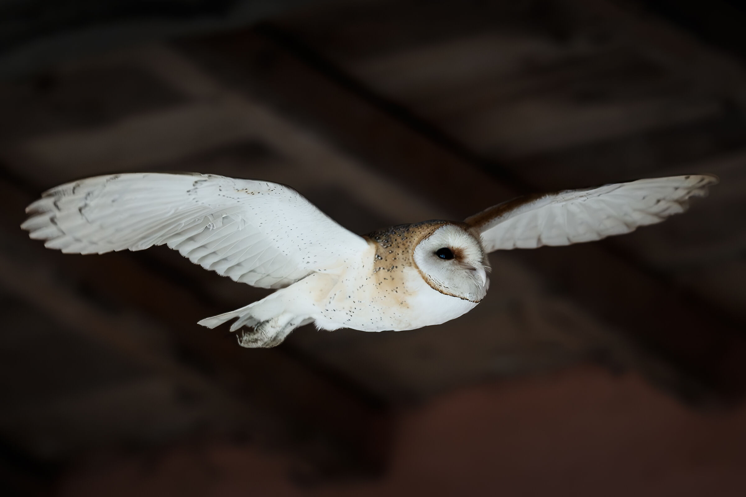 Barn Owl