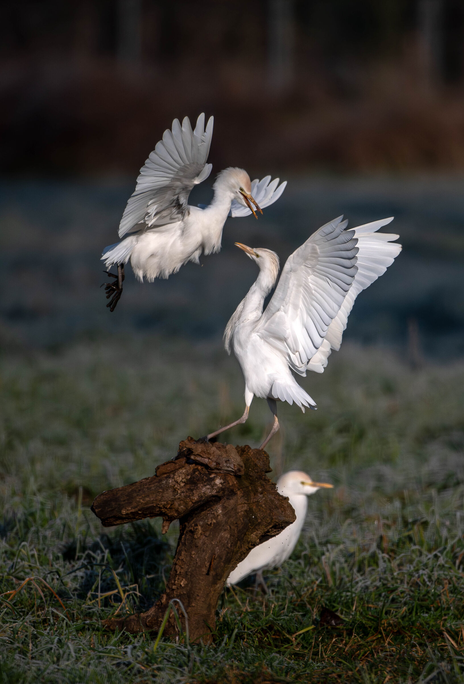 Cattle Egret