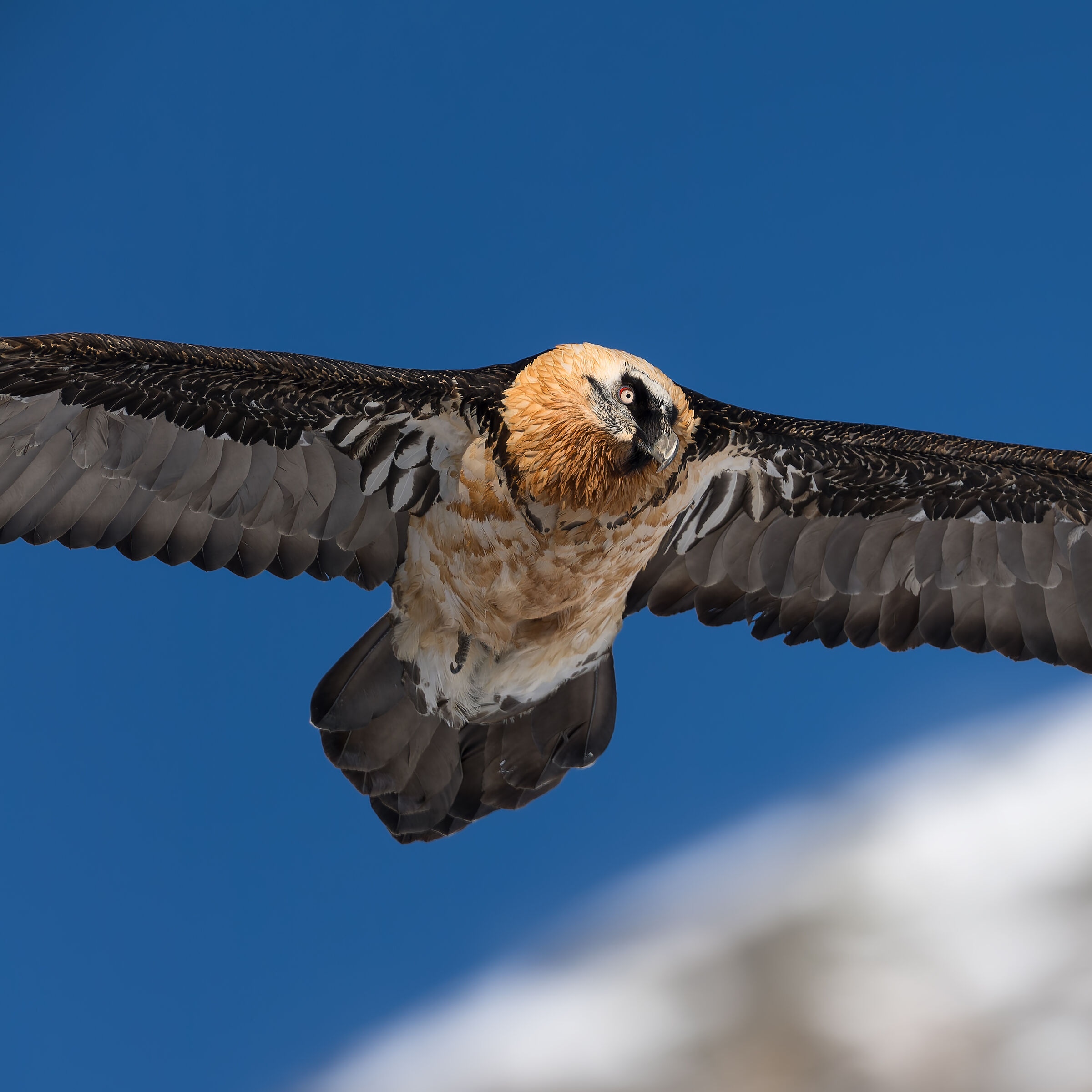 Gypaetus Barbatus - Parco Nazionale Gran Paradiso