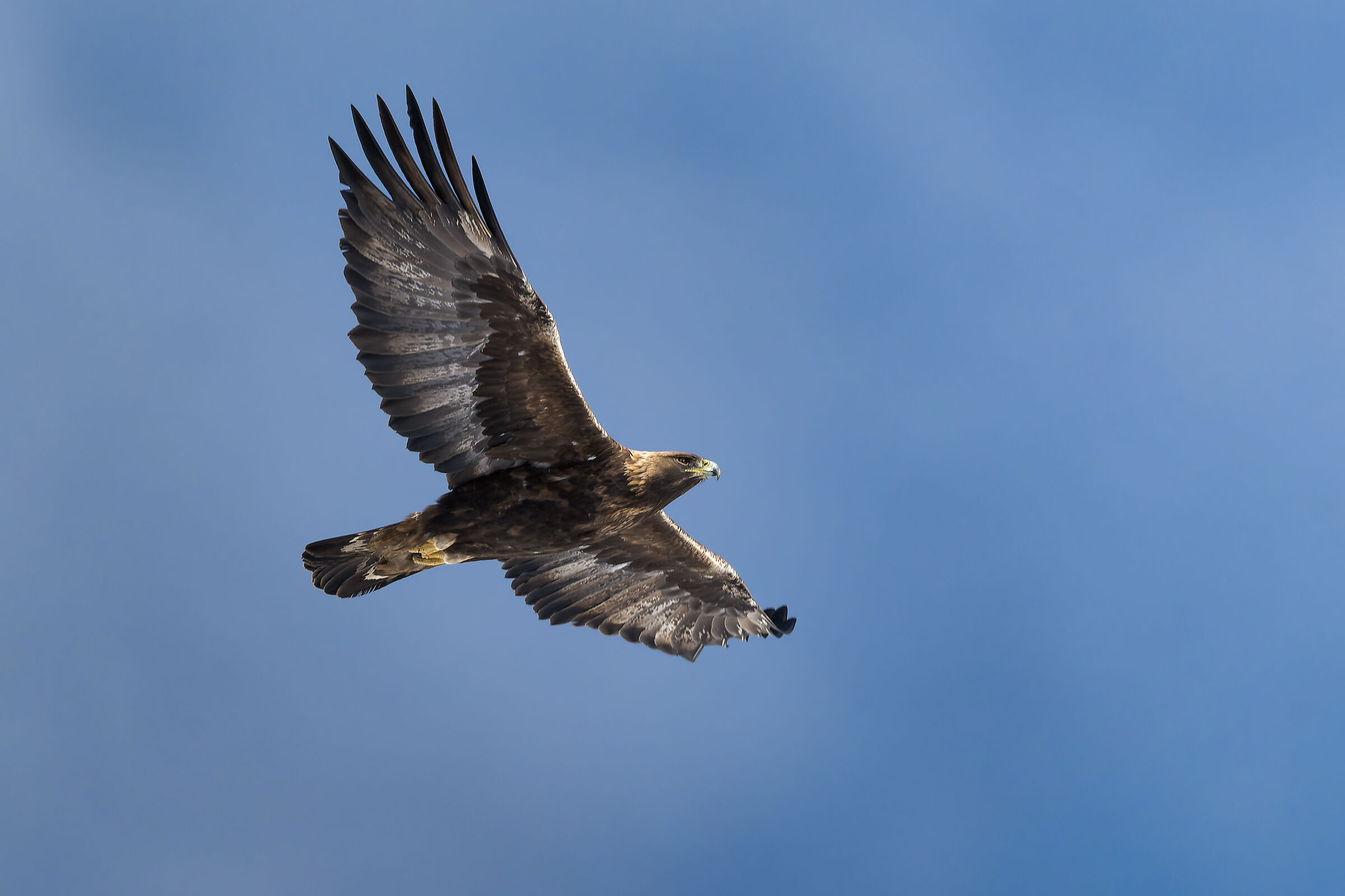 Golden Eagle - Gran Paradiso National Park