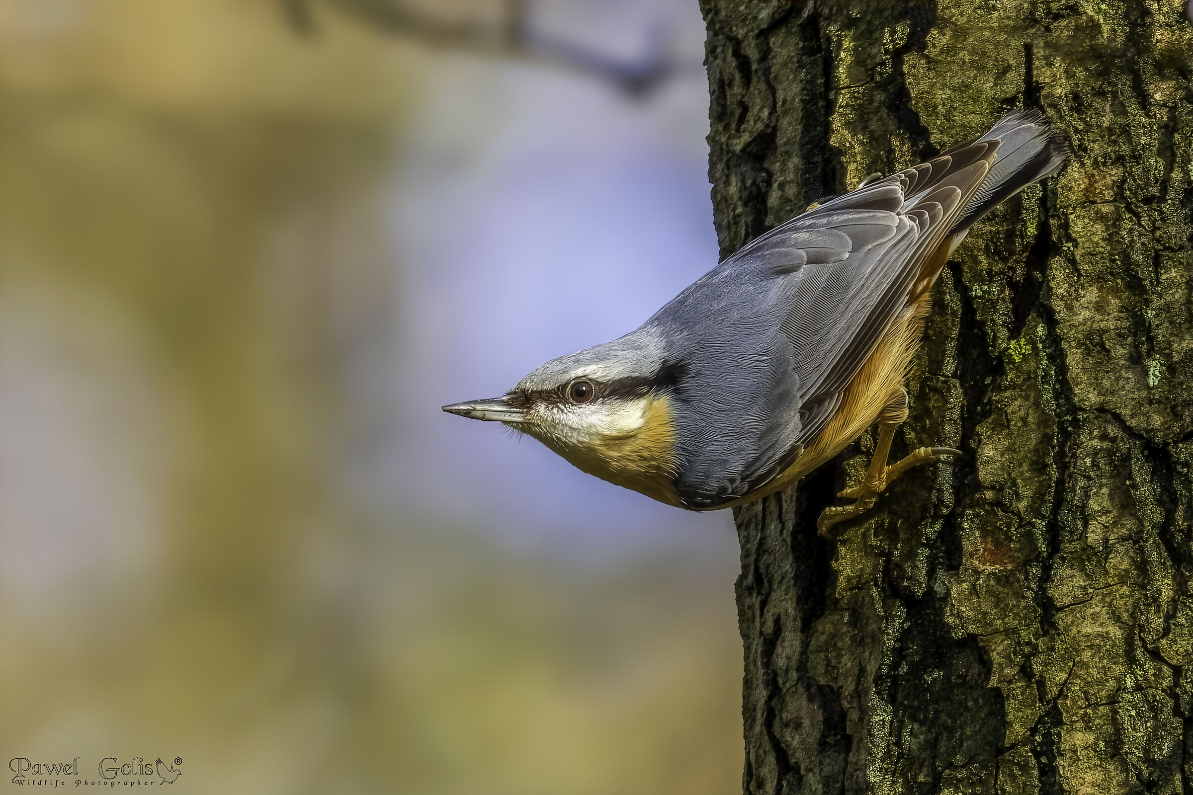 Nuthatch (Sitta europaea)