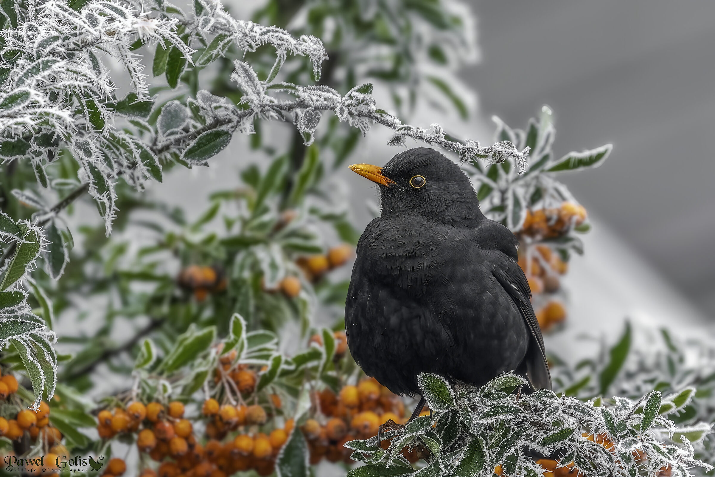 Winter common blackbird (Turdus merula)