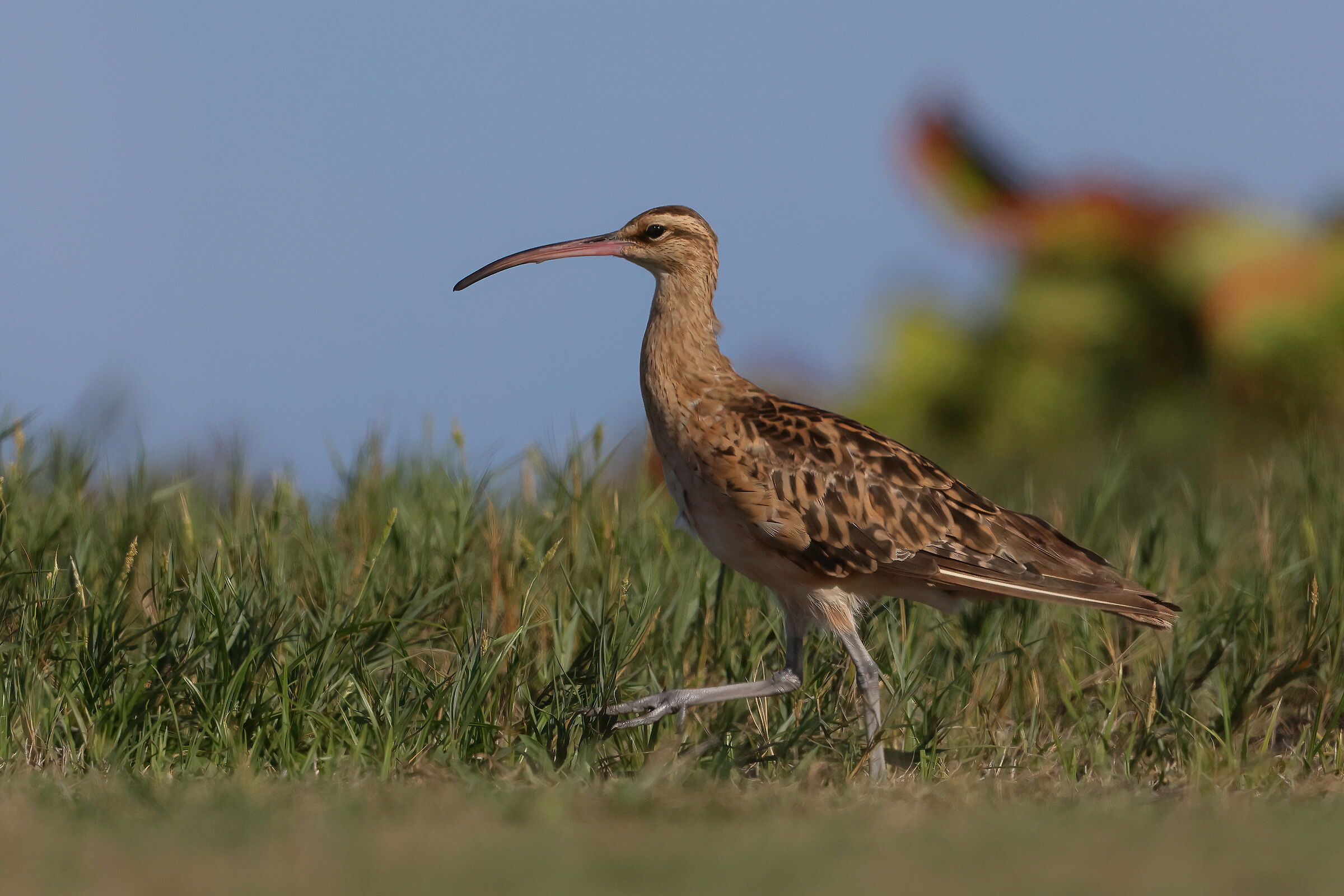 Tahitian curlew