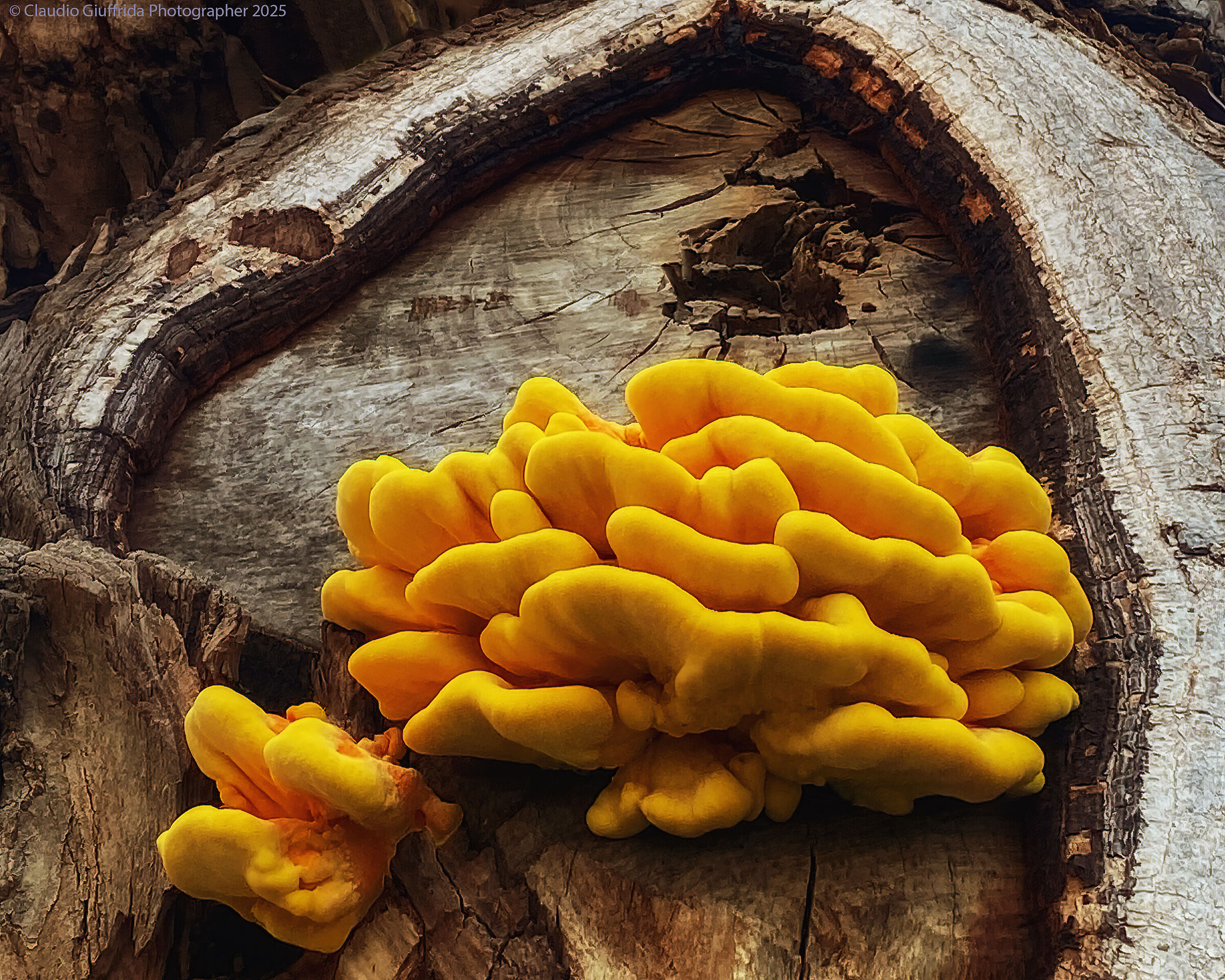 Laetiporus sulphureus the mushroom that tastes like chicken!