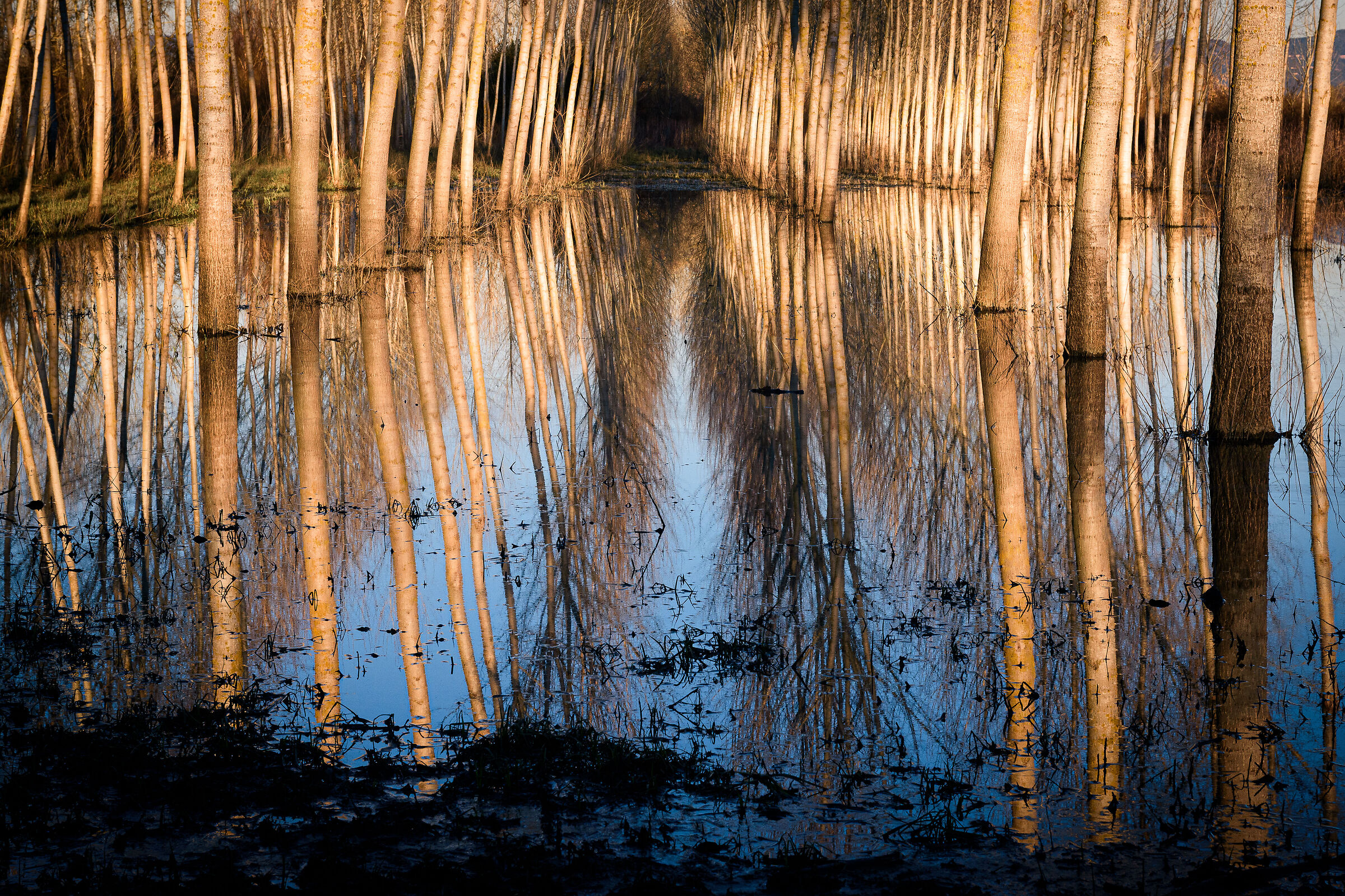 Riflessi in Padule #2