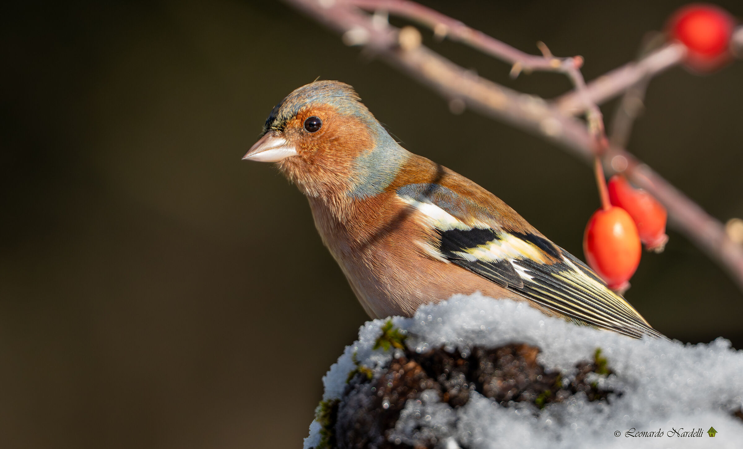 Fringuello (Fringilla coelebs)