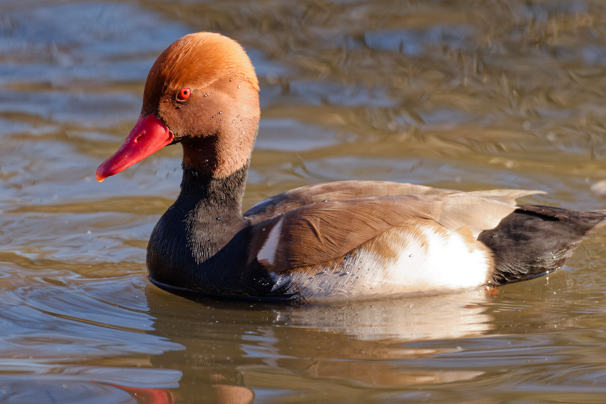 Pochard