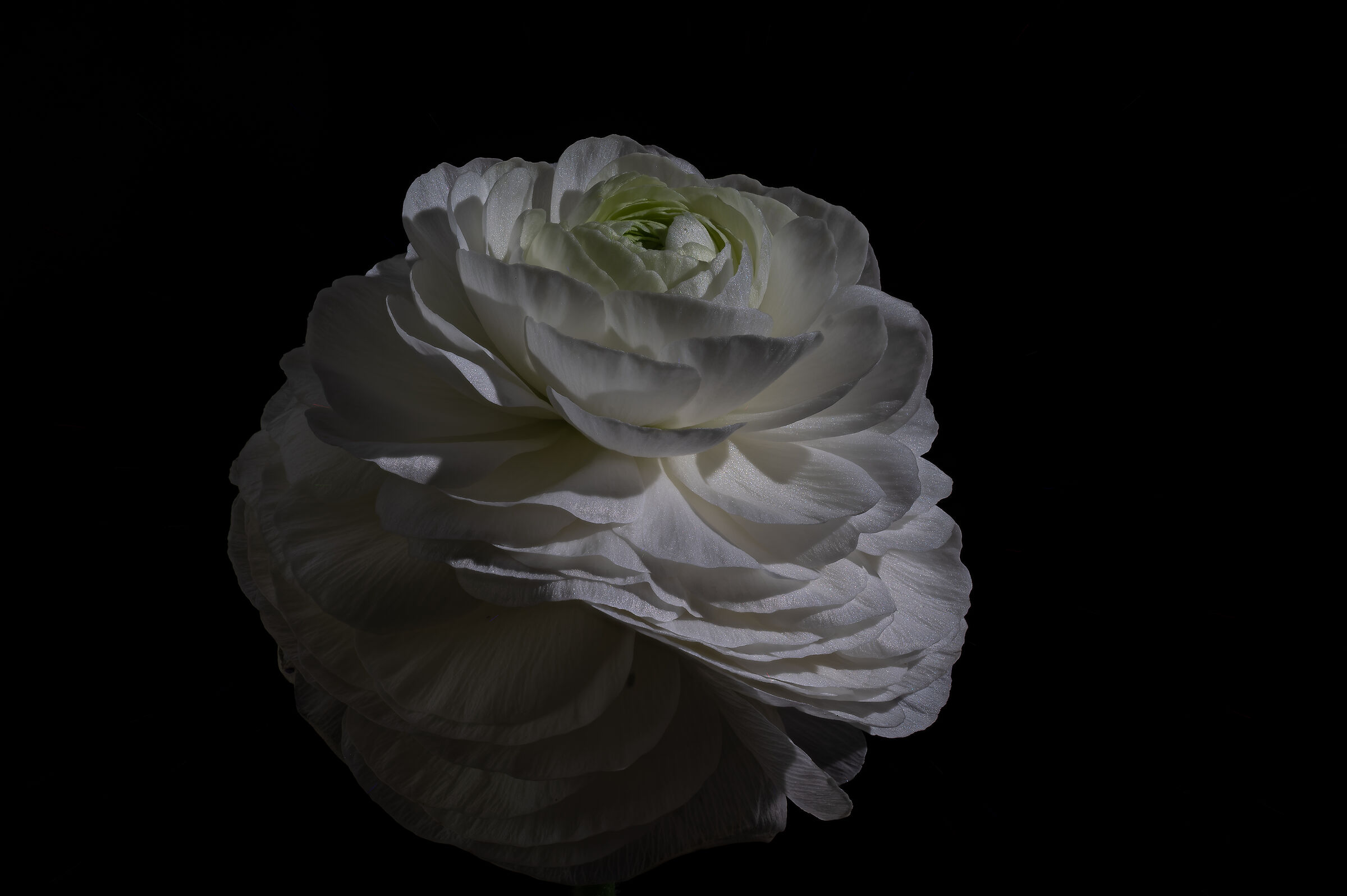 Ranunculus asiaticus