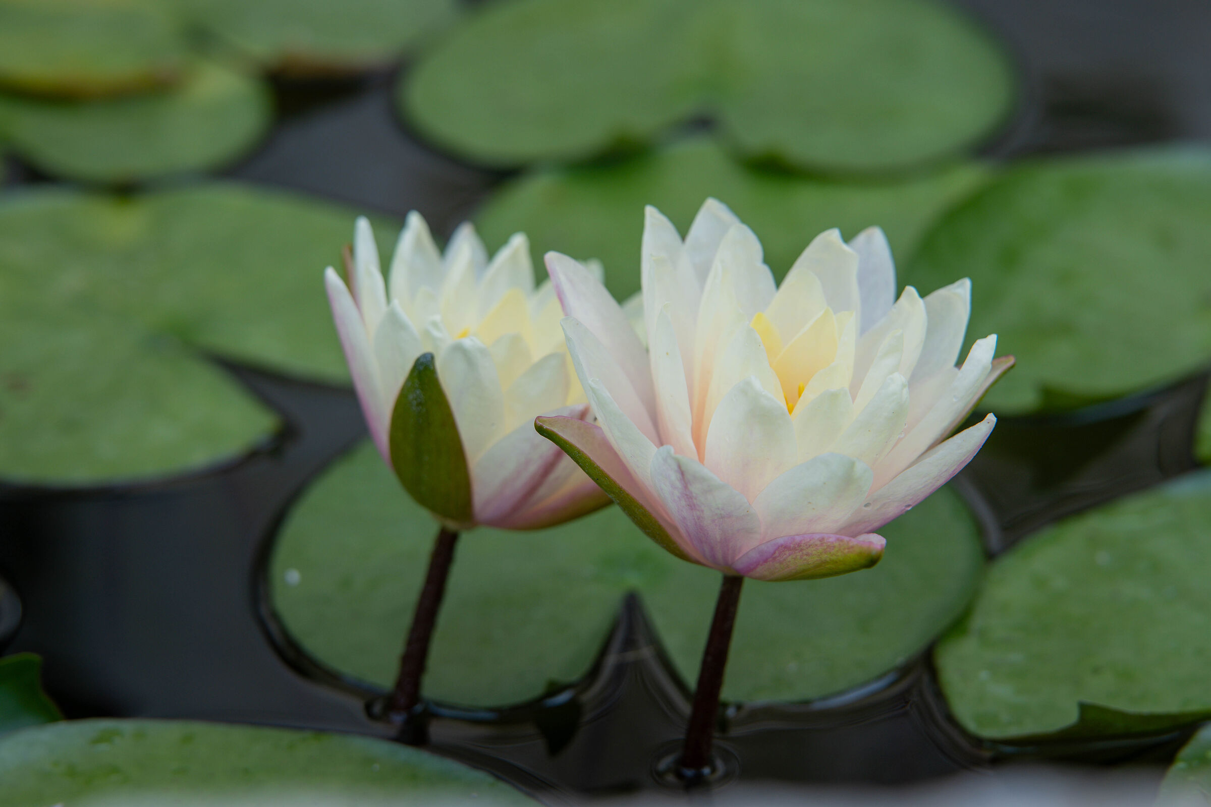 Water lily
