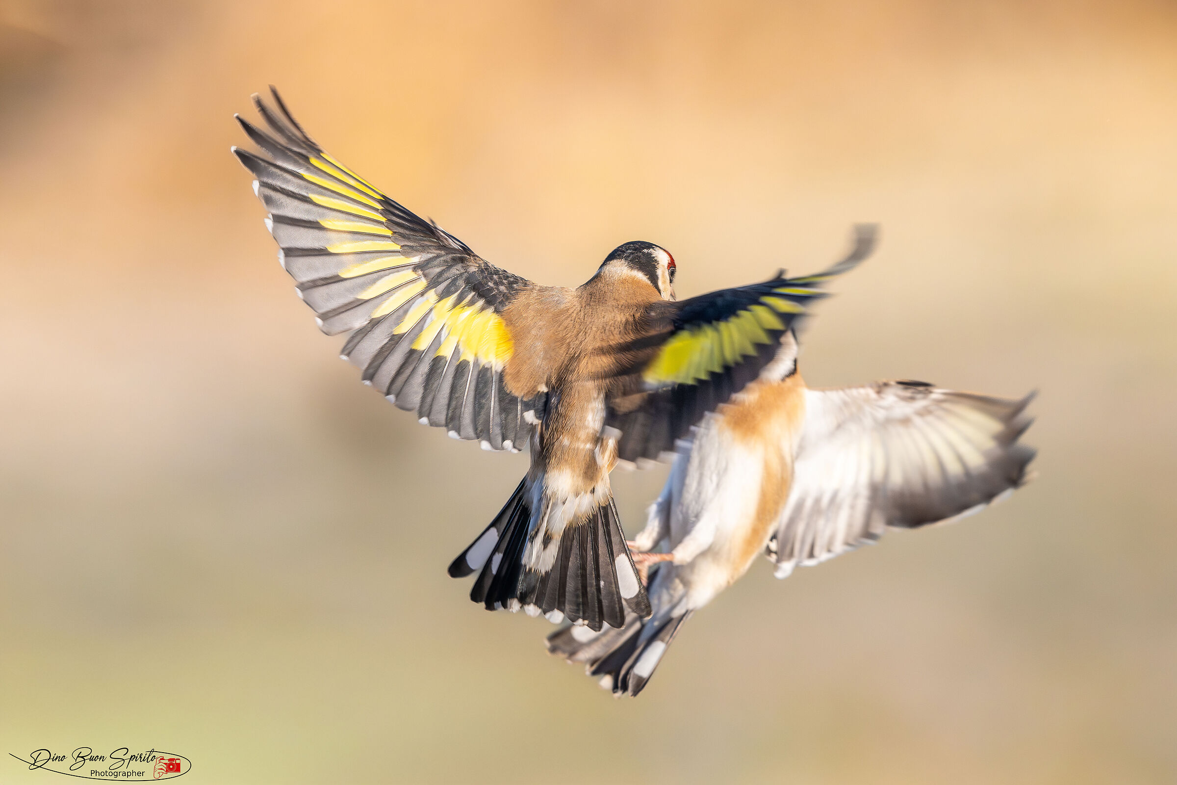 Goldfinches