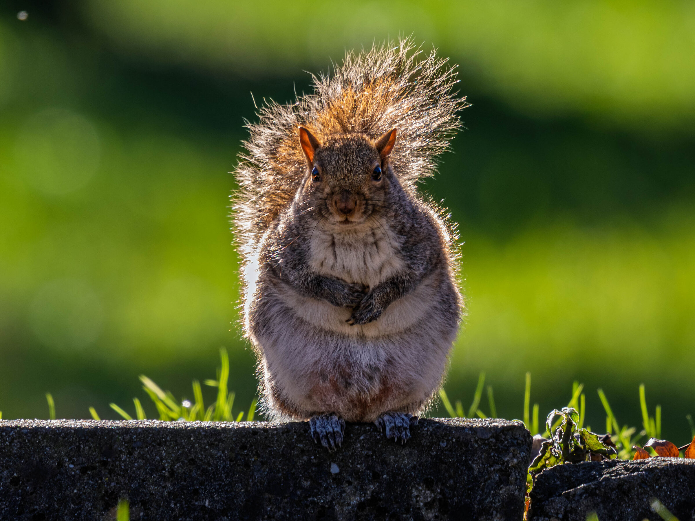 Sciurus Carolinensis