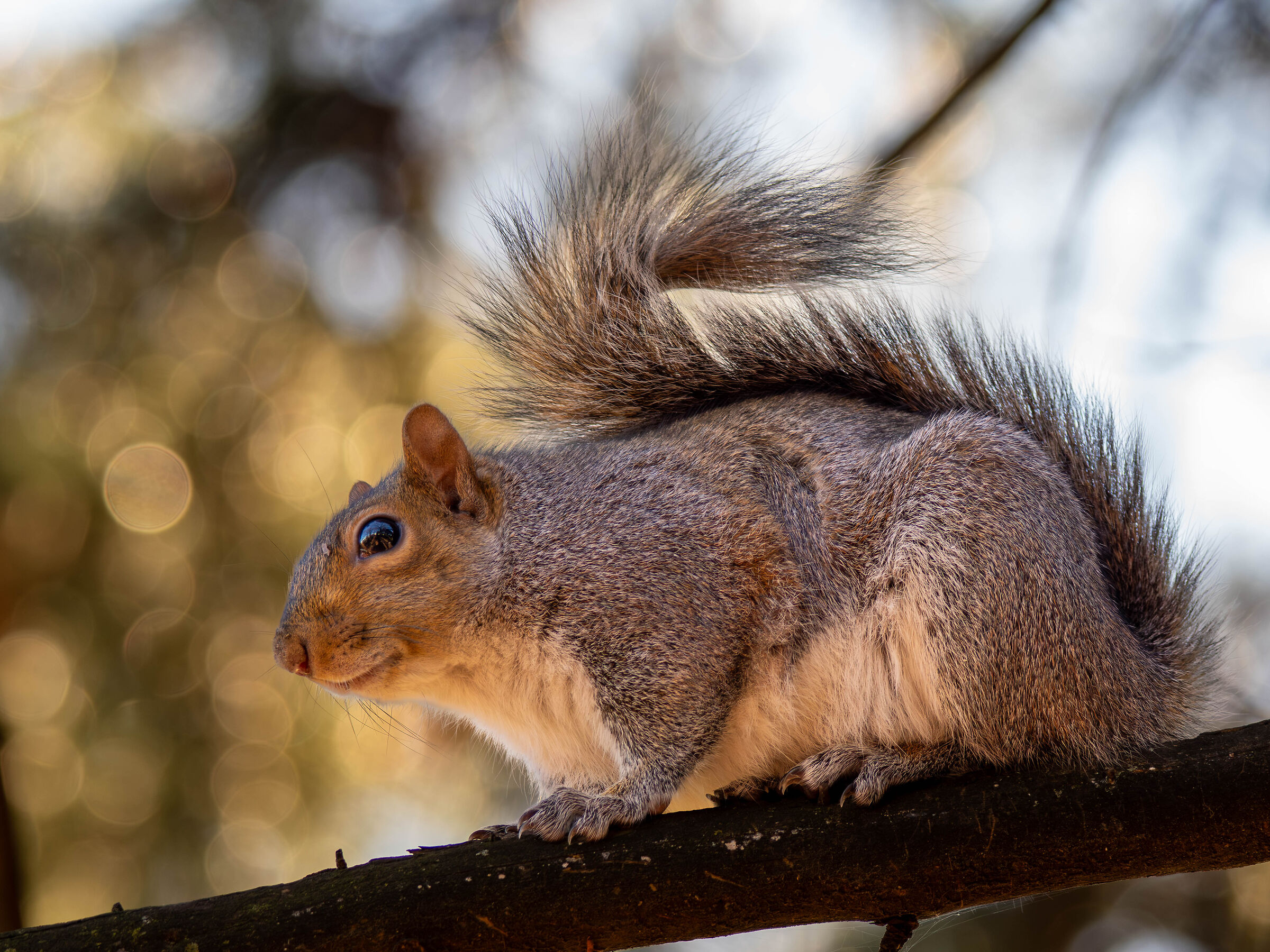 Sciurus Carolinensis