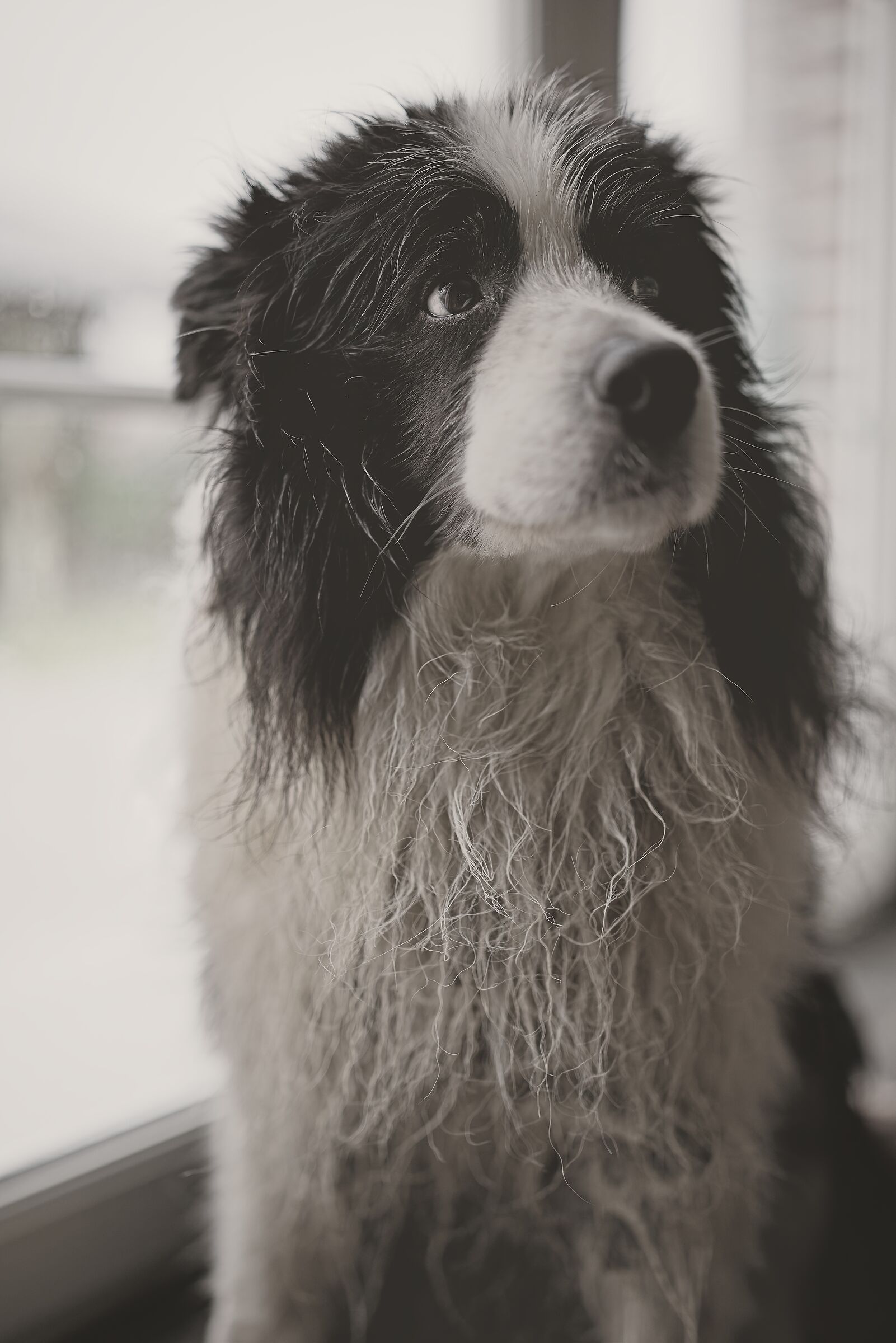 Wet pup