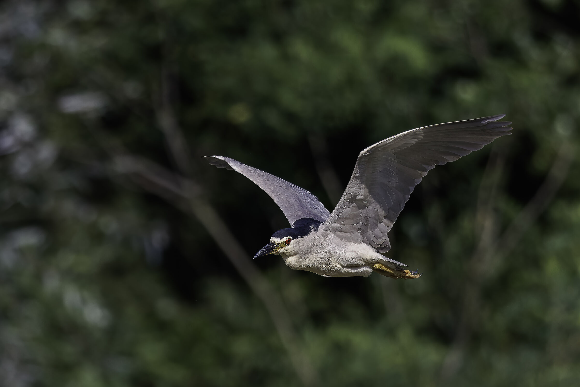 Night Heron