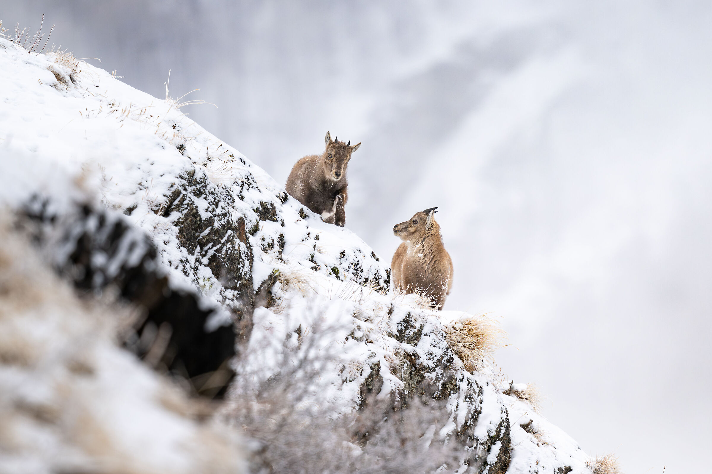 Kids (ibex)