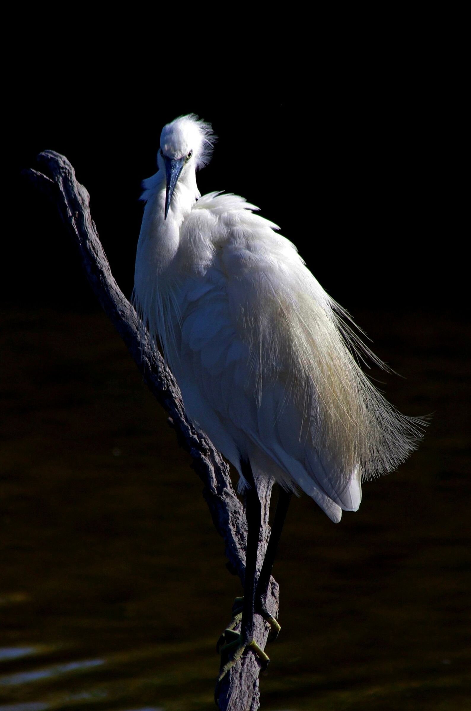 Ritratto di Garzetta