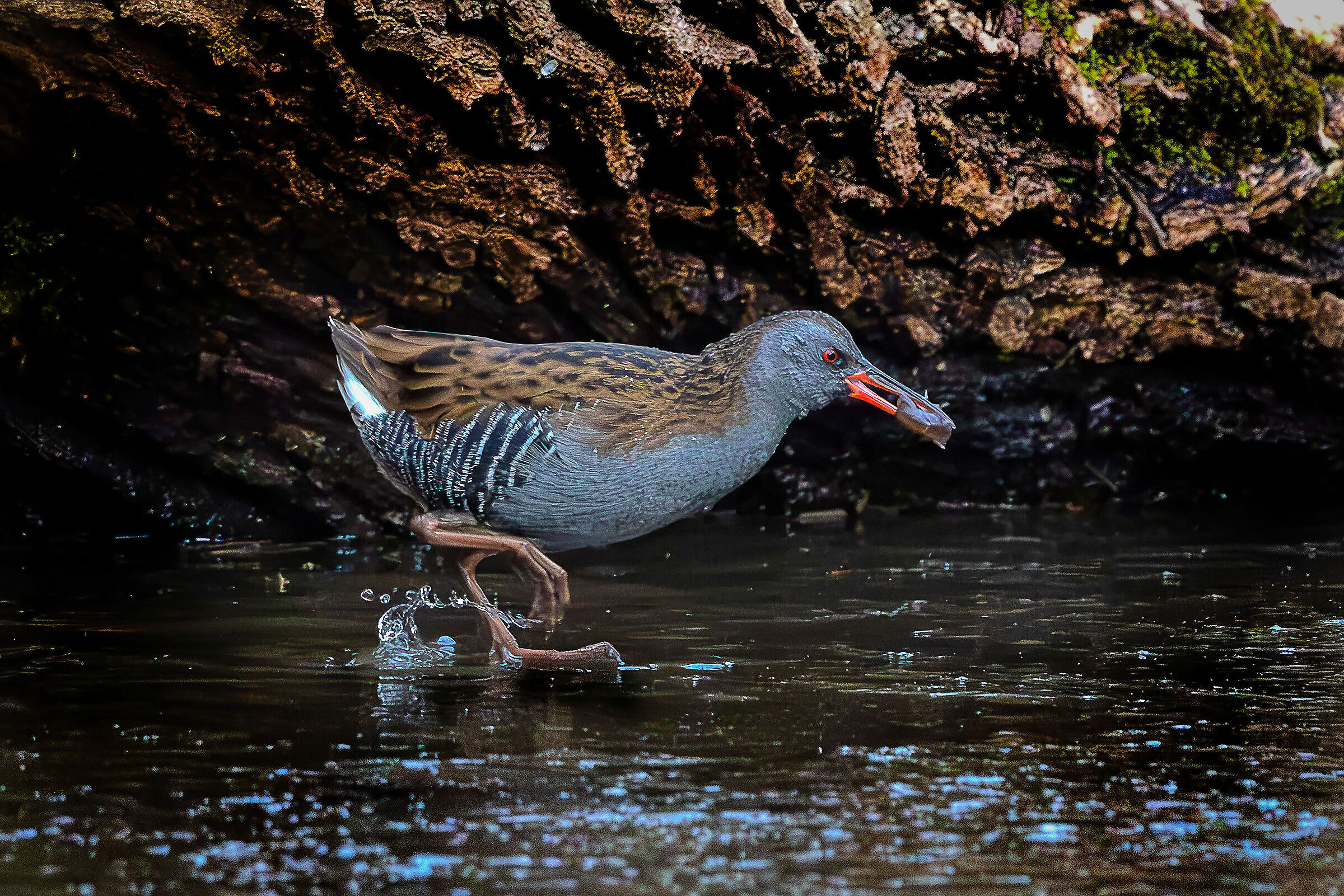 porciglione con gambero