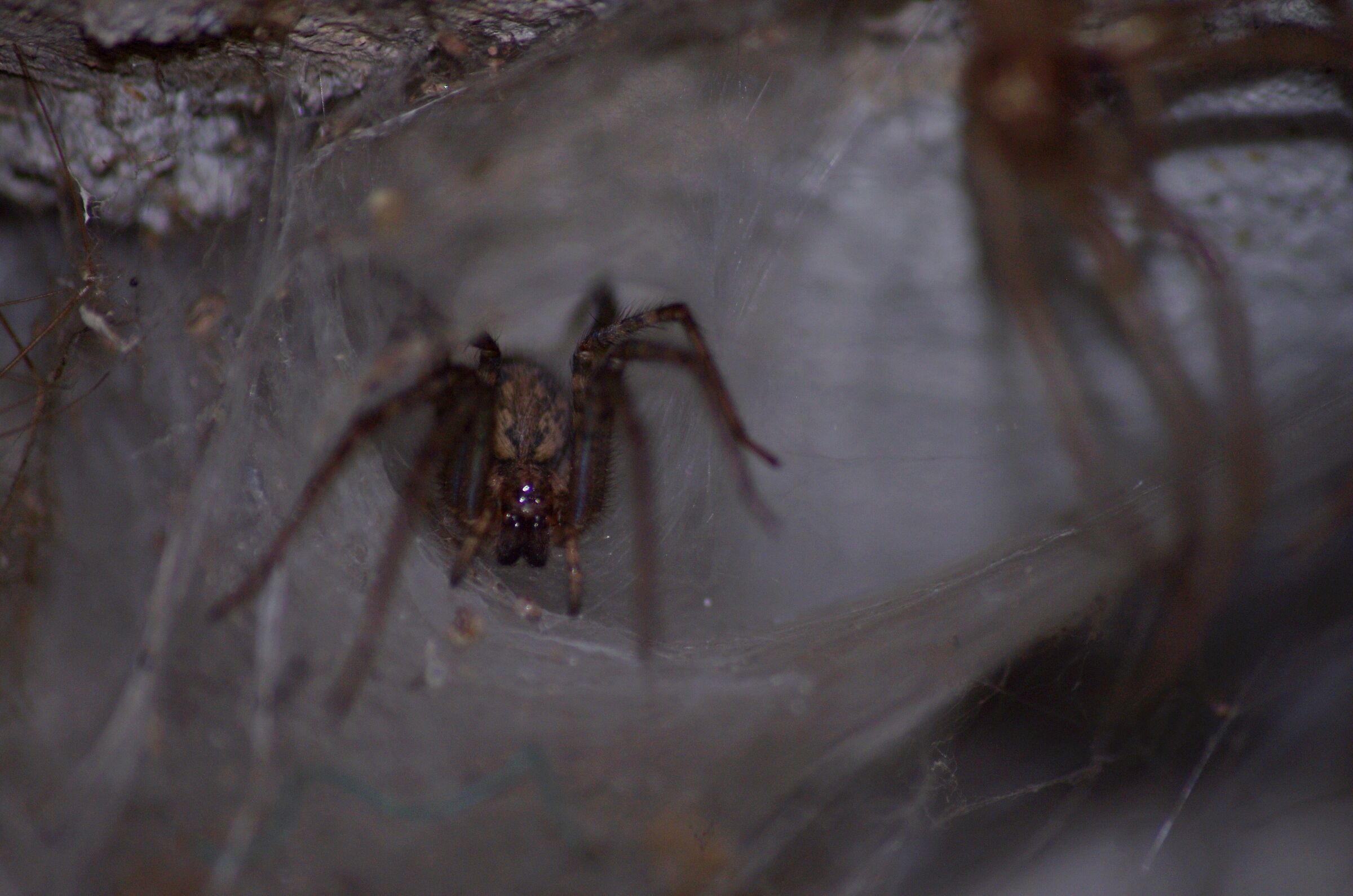 Tegenaria parietina nella tana