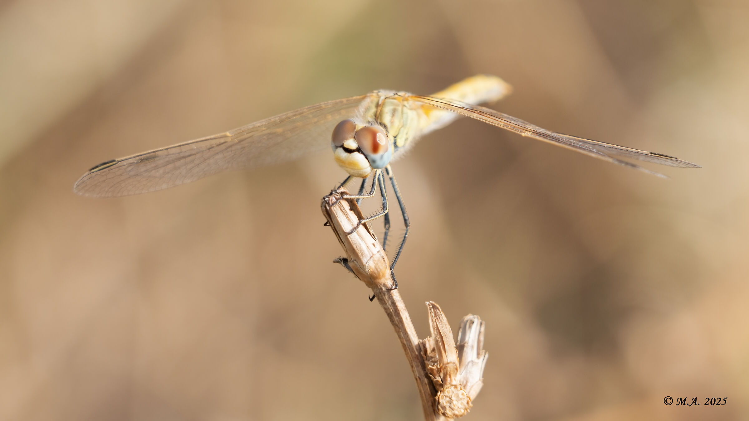 Sympetrum fonscolombii femmina