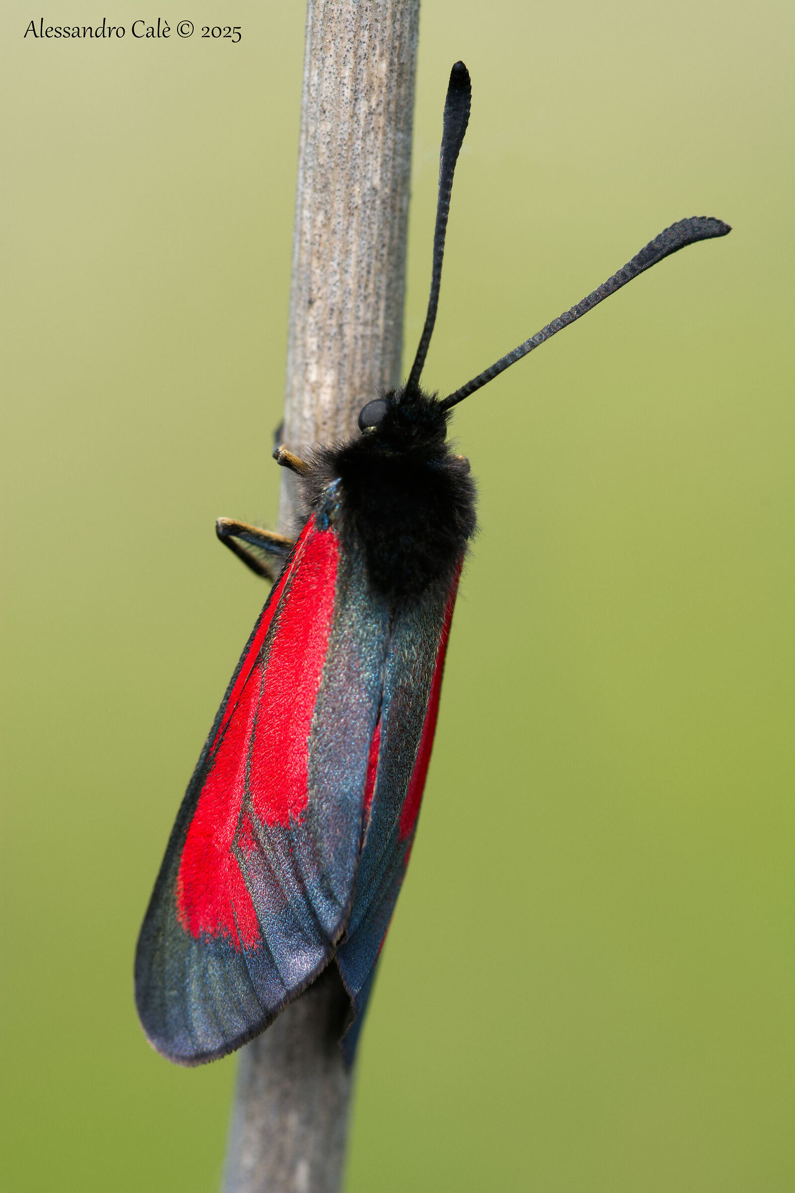 Zygaena Purpuralis 4426