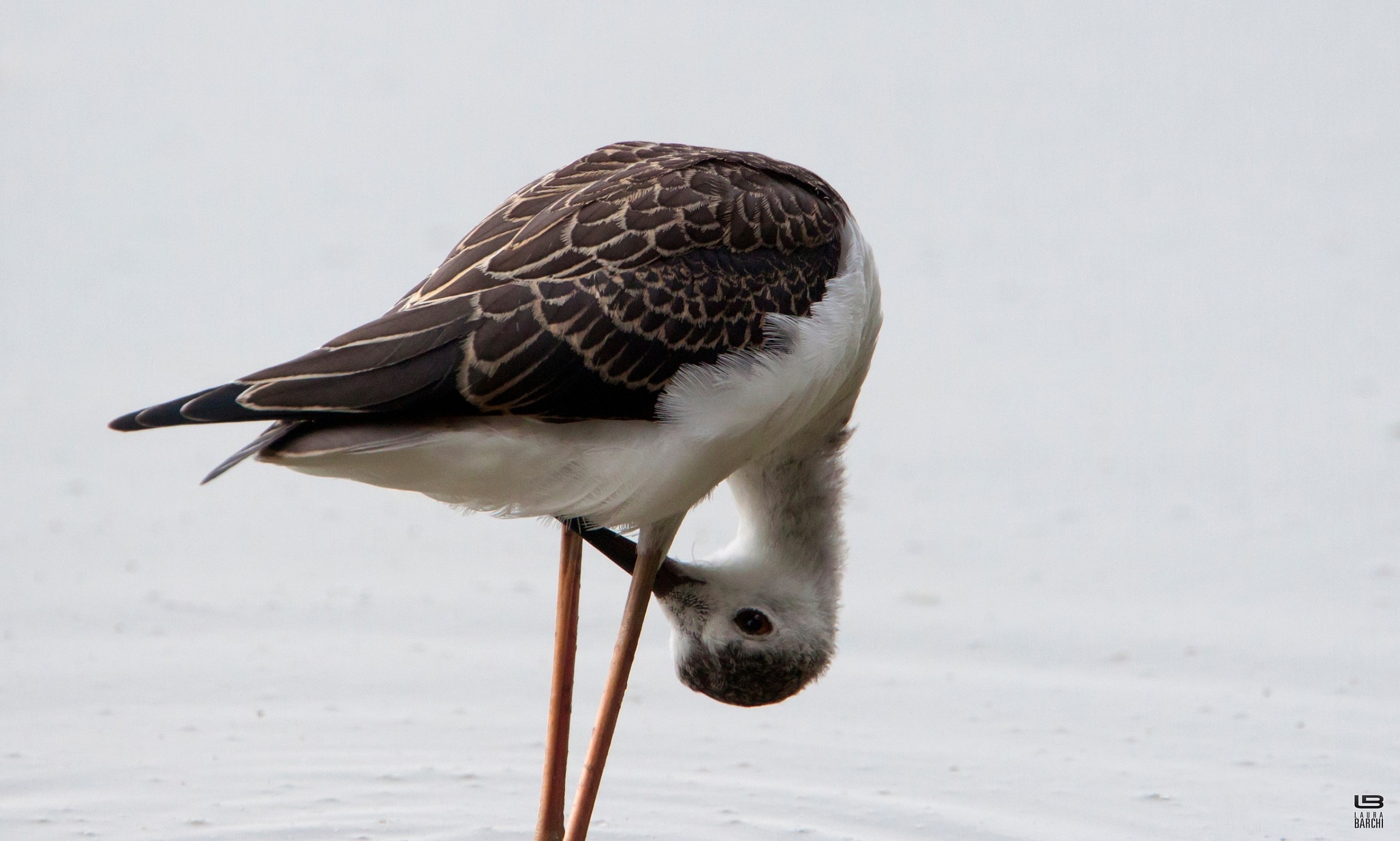 Piccolo di Cavaliere