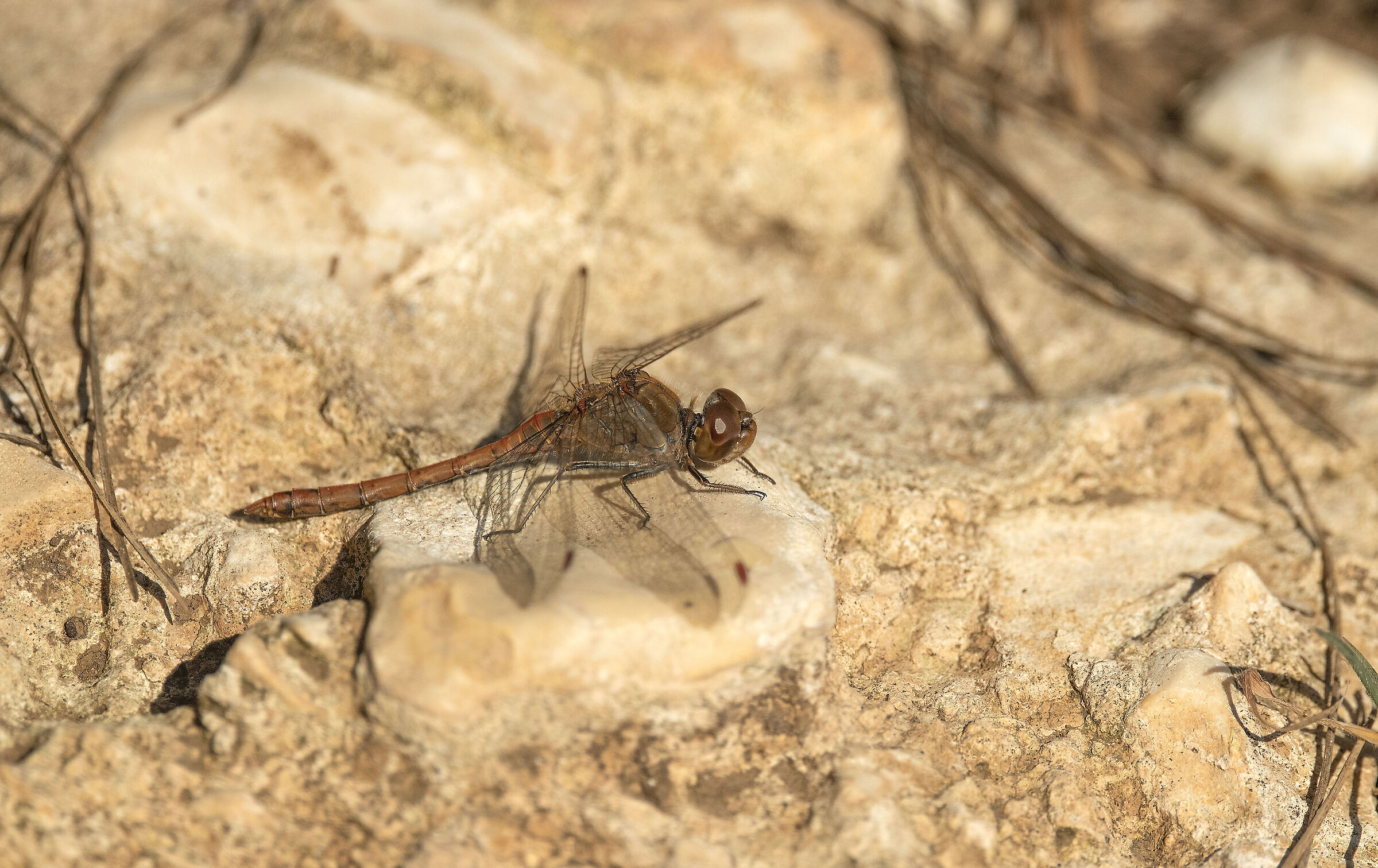 Southern Sympetrum