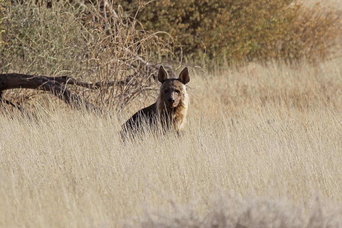 La maschera della morte