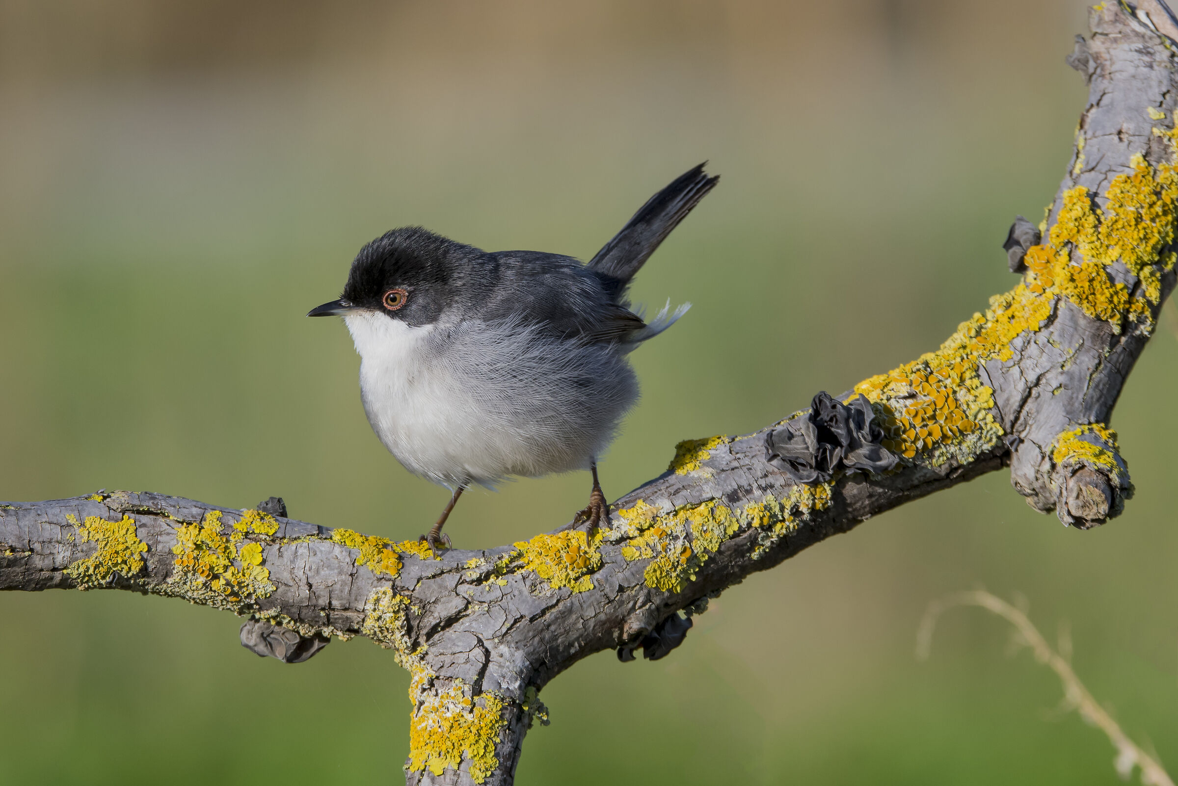 Male Warbler
