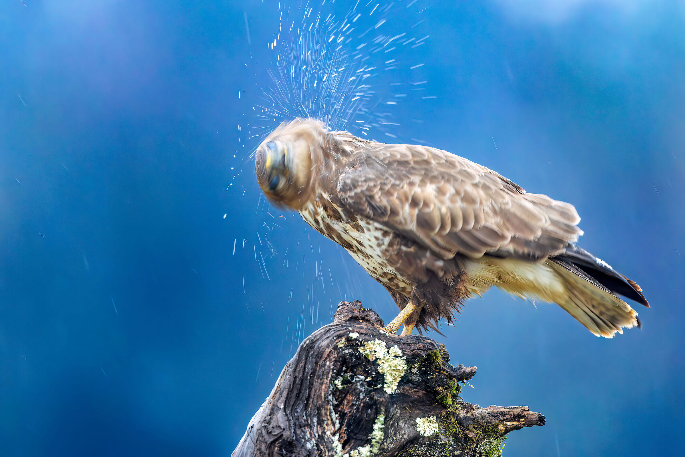 Buzzard
