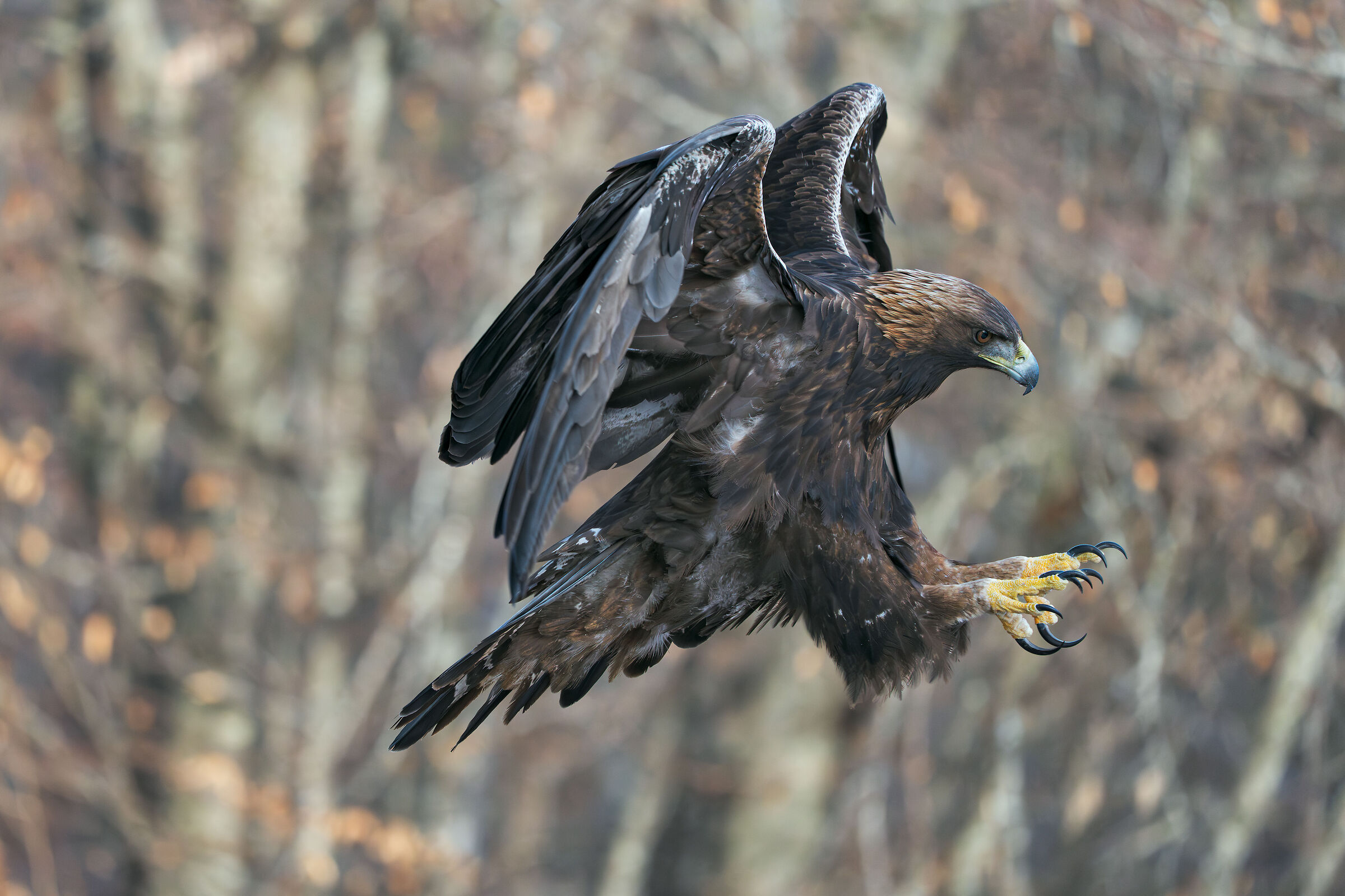 Golden eagle