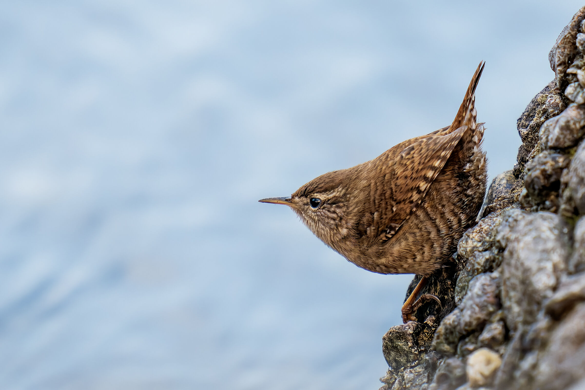 Wren on the lake