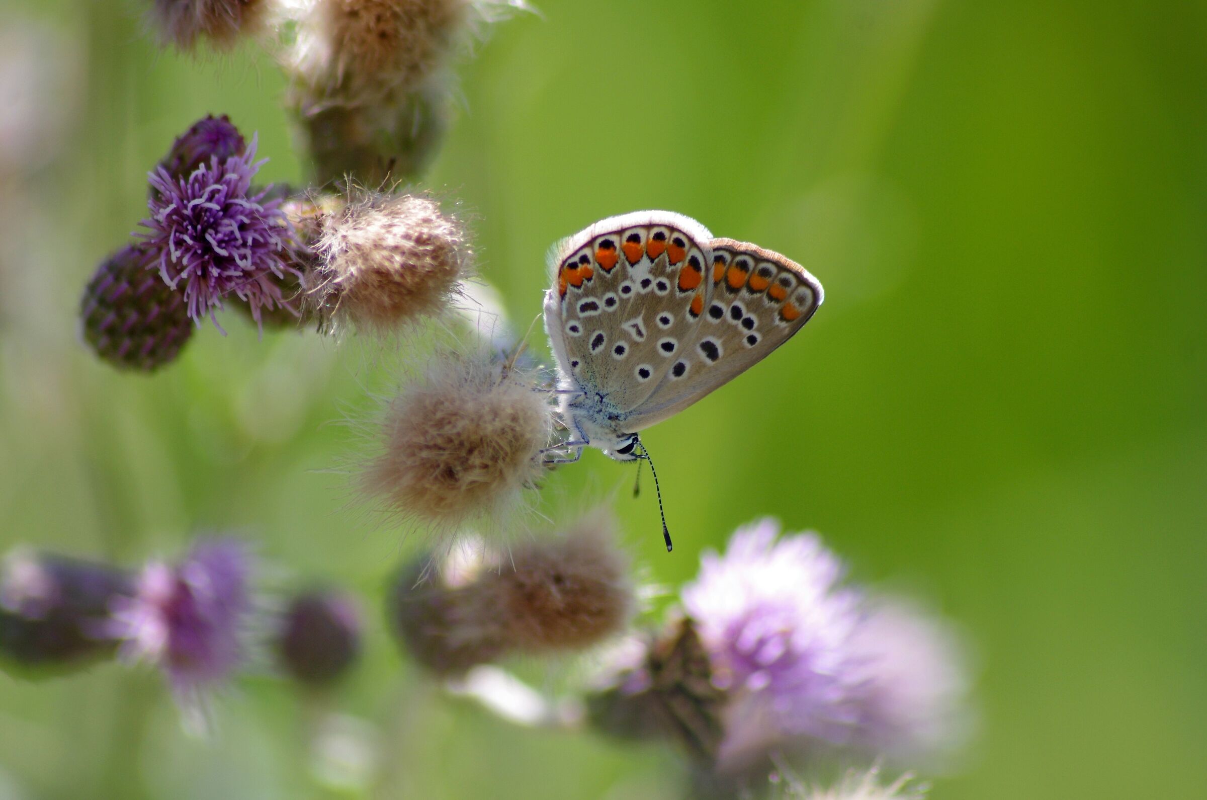 Polyommatus icarus